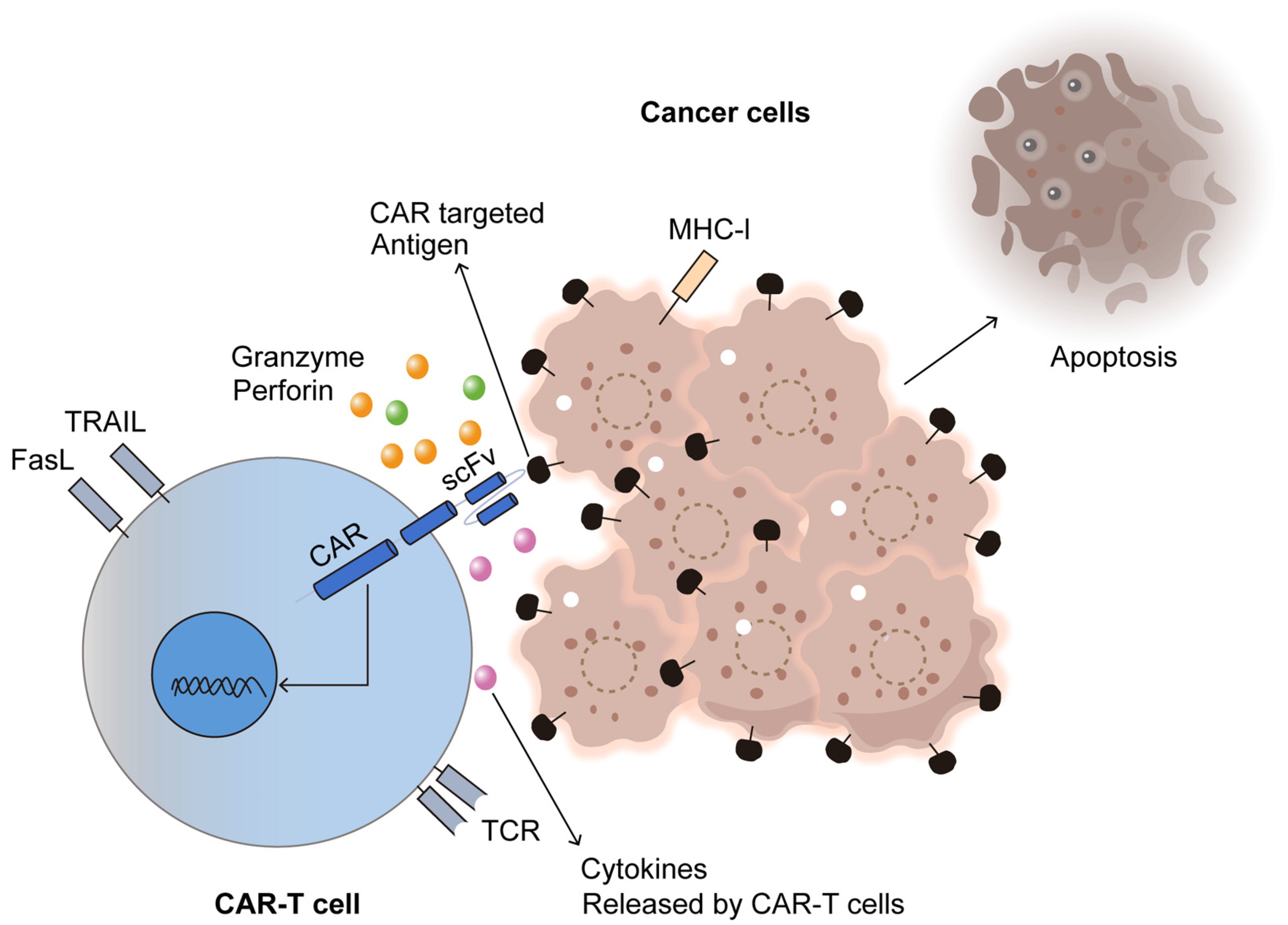 Antibodies 14 00035 g005