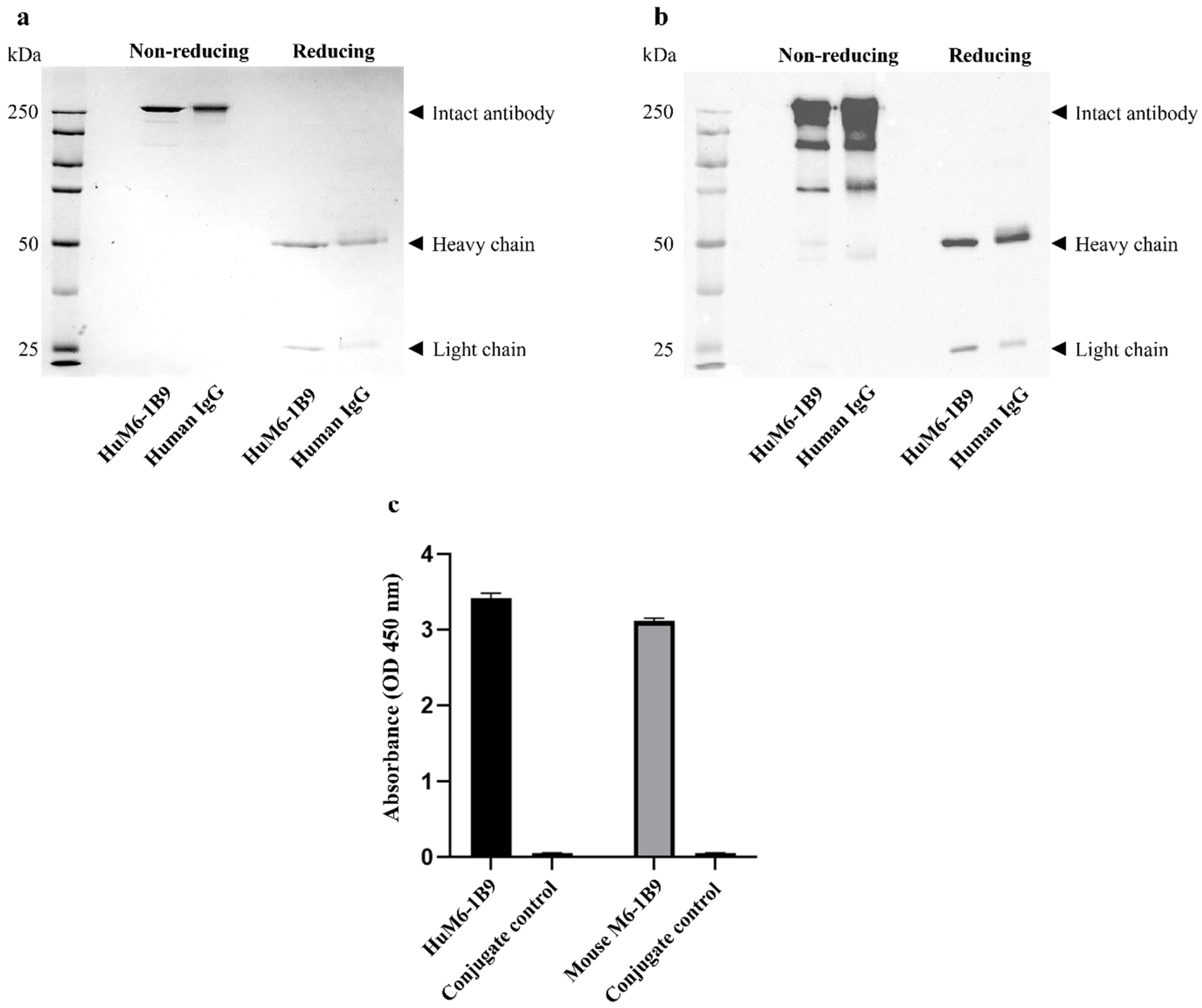 Antibodies 14 00036 g001