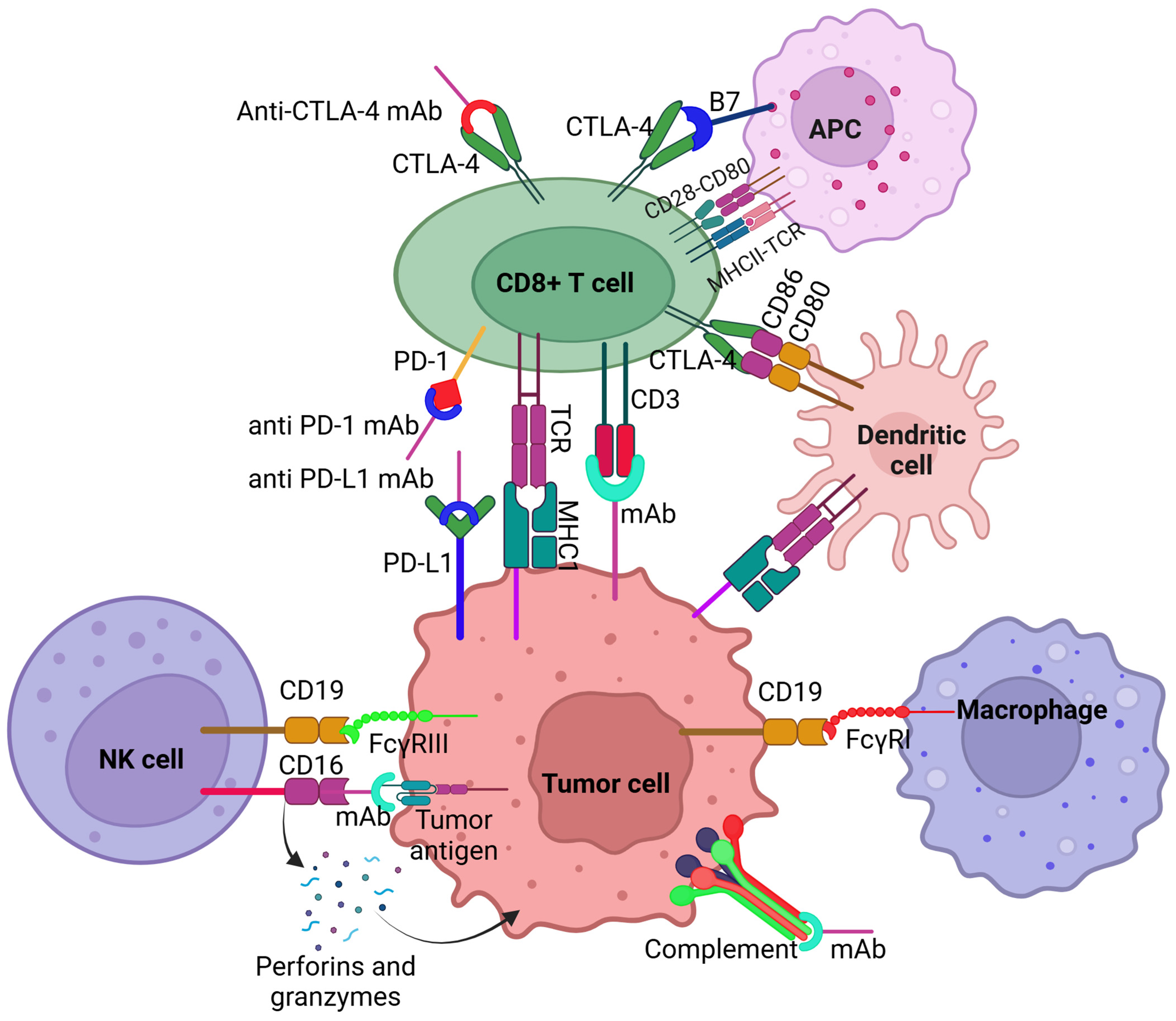 Antibodies 14 00037 g001