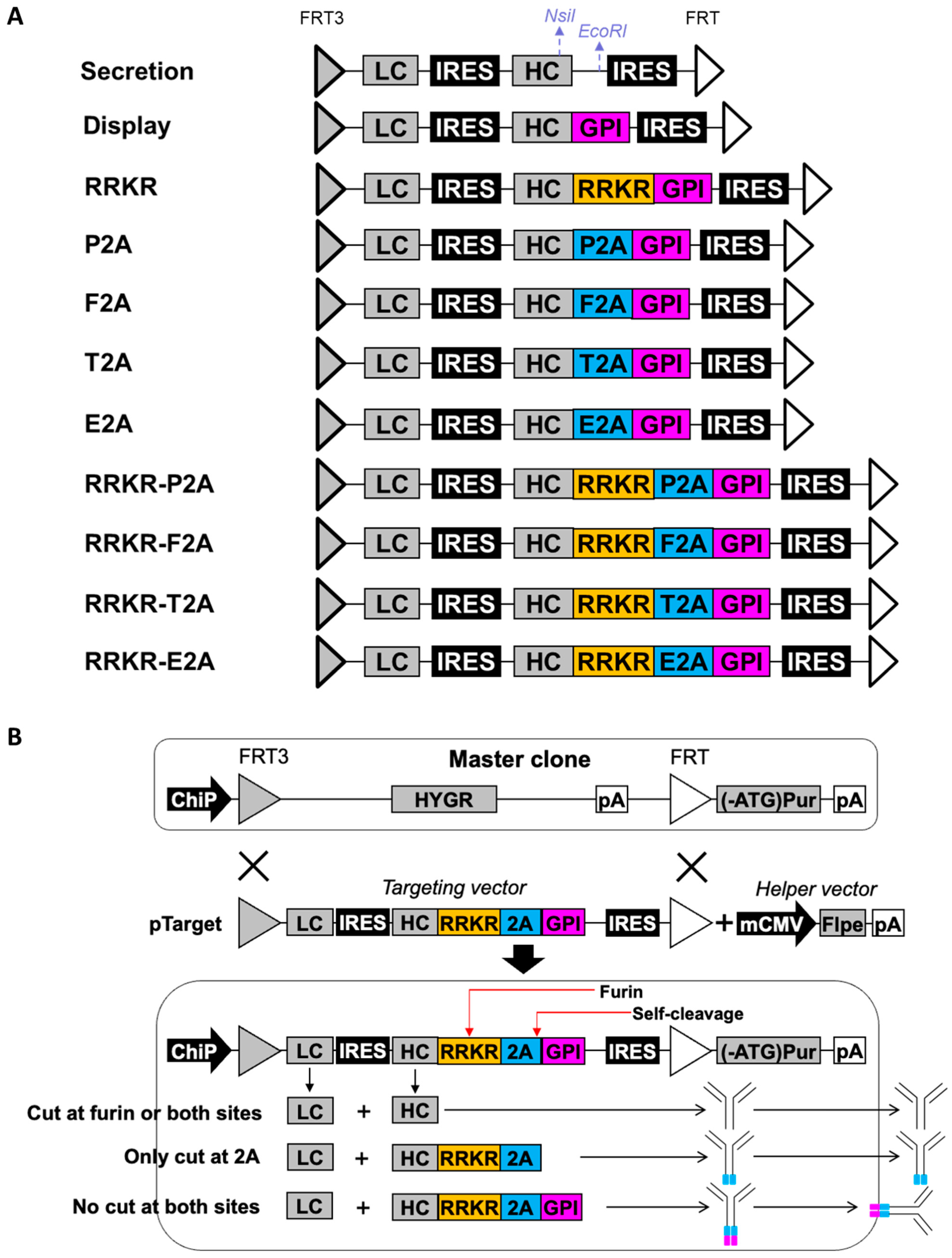 Antibodies 14 00038 g001 Antibodies 14 00038 g001