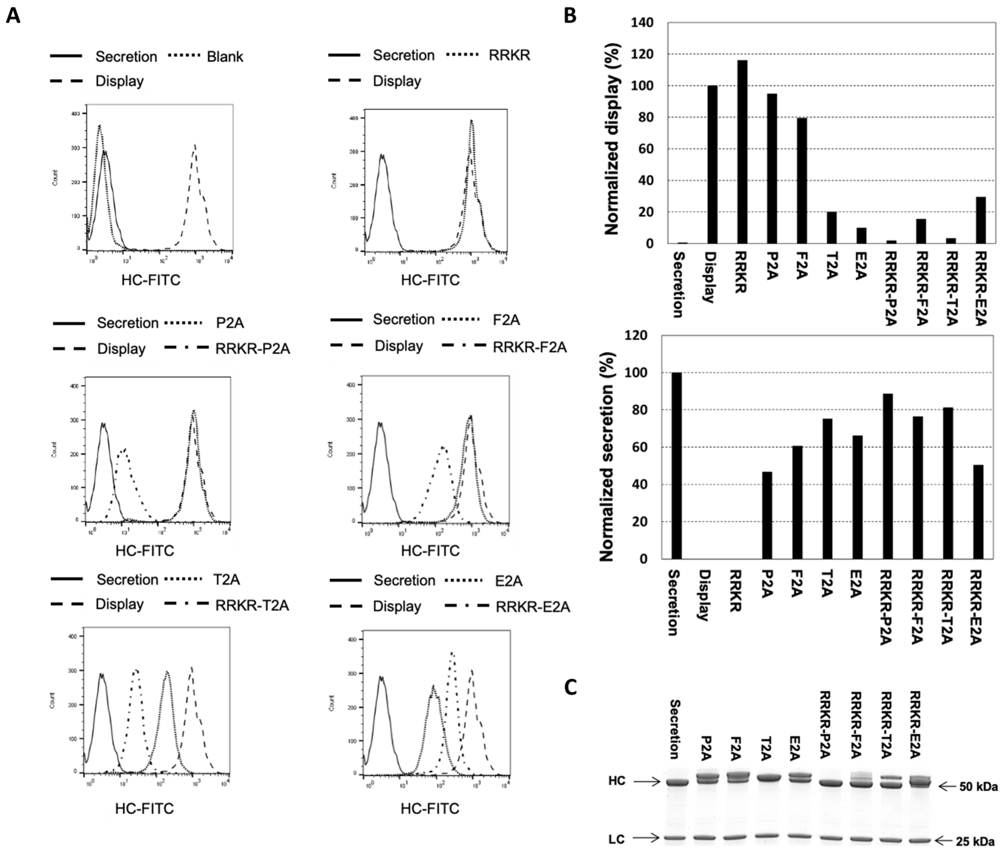 Antibodies 14 00038 g002 Antibodies 14 00038 g002