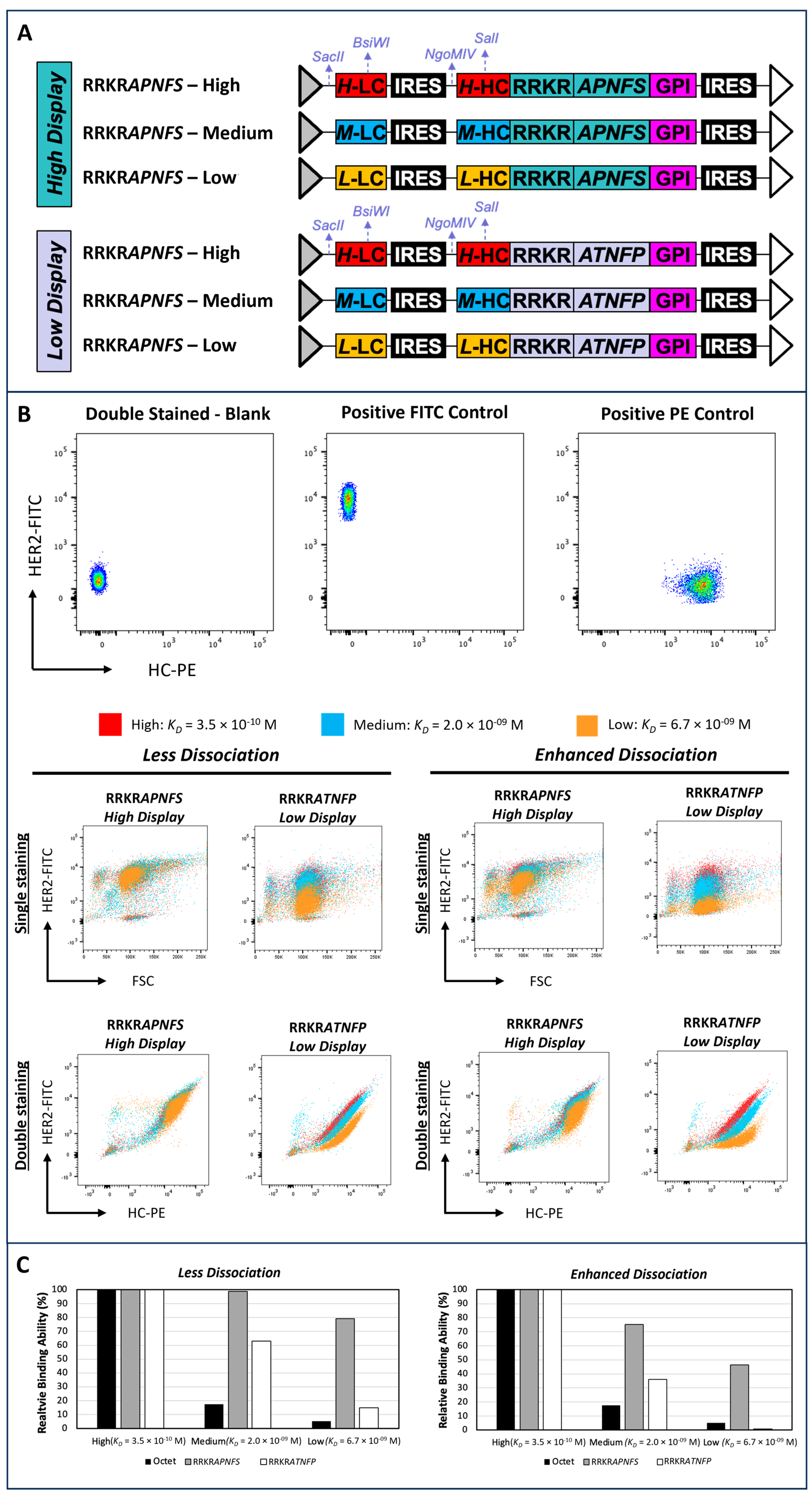 Antibodies 14 00038 g005 Antibodies 14 00038 g005