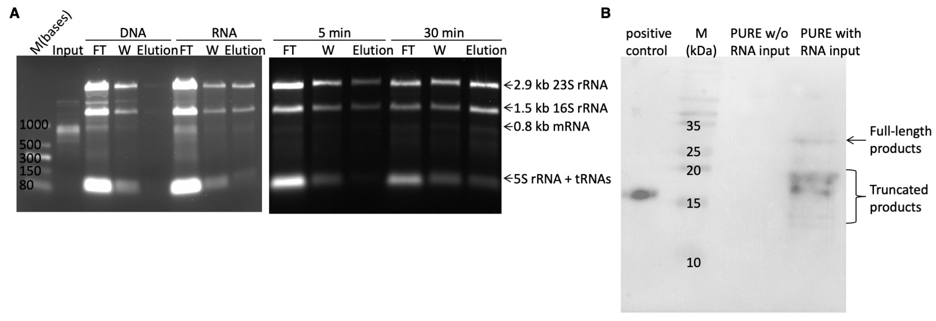 Antibodies 14 00039 g003