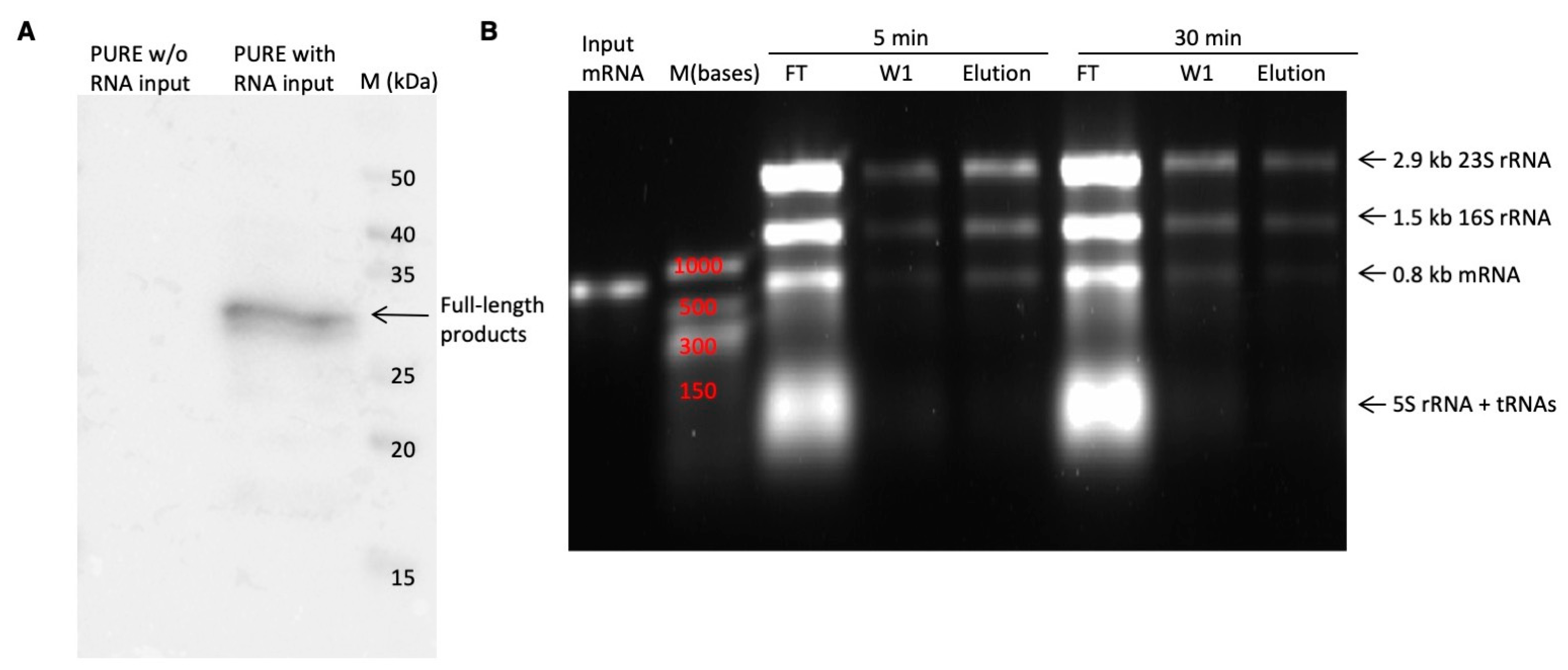 Antibodies 14 00039 g007