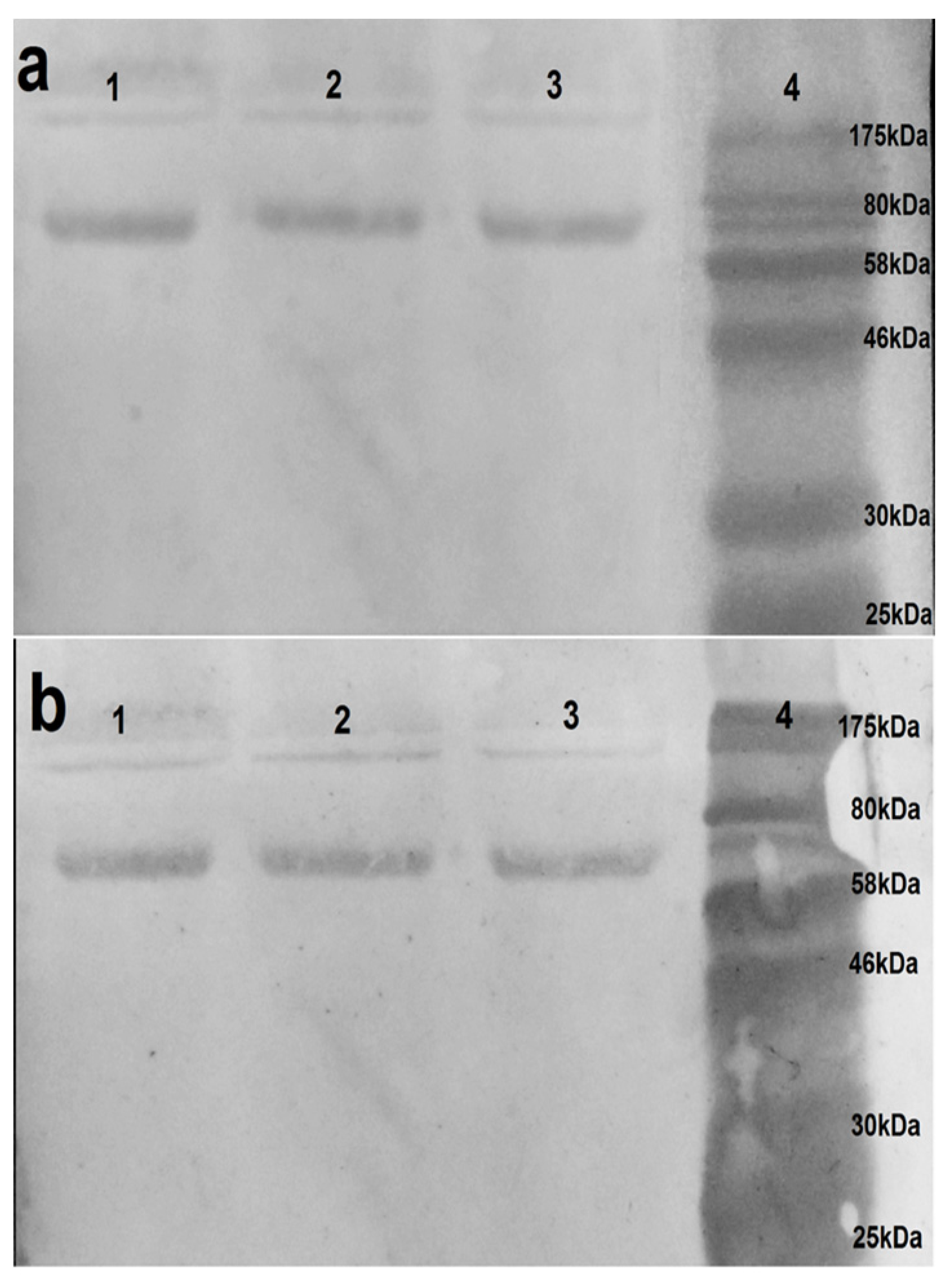 Antibodies 14 00042 g004