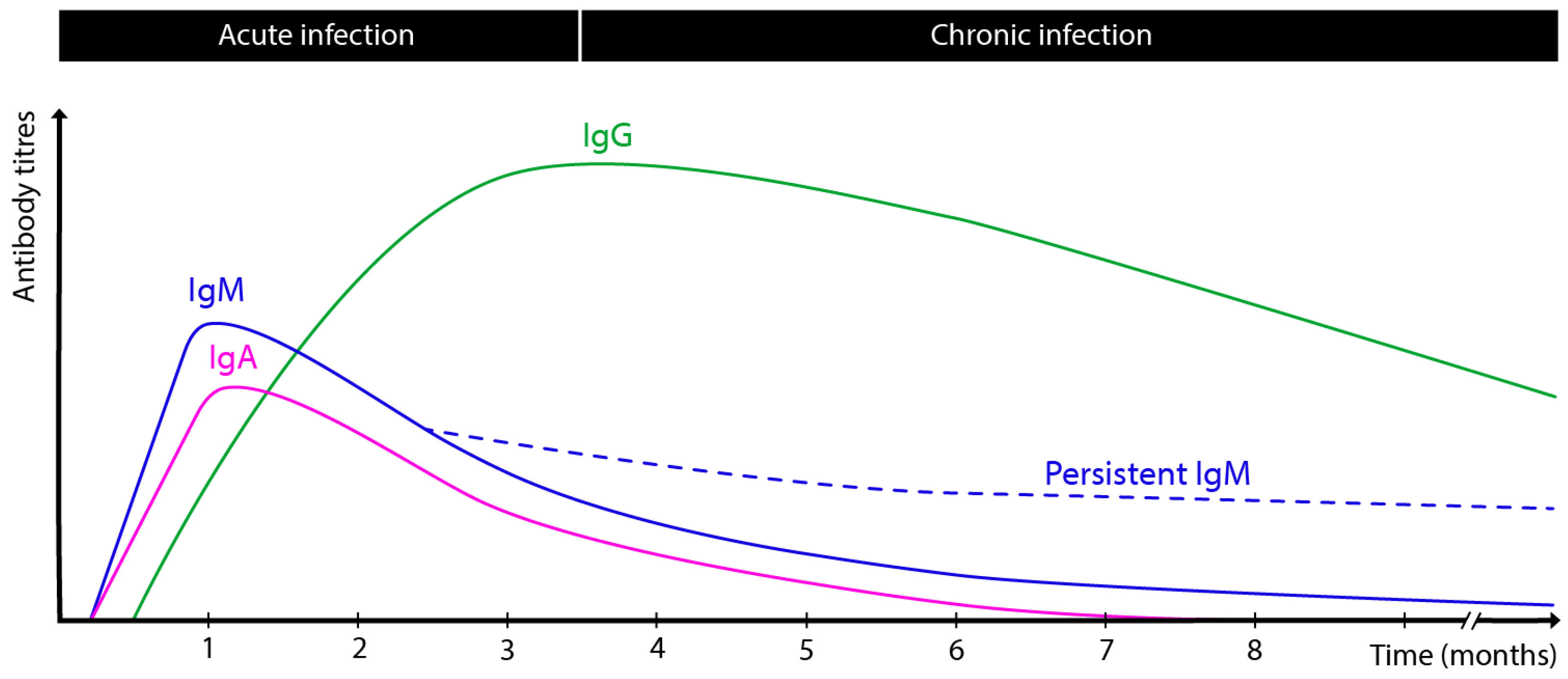 Antibodies 14 00044 g001 Antibodies 14 00044 g001