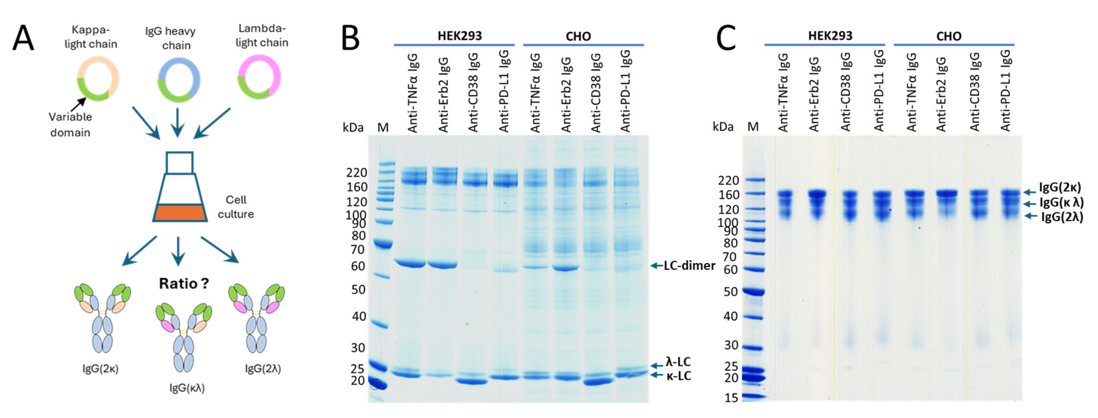 Antibodies 14 00053 g003