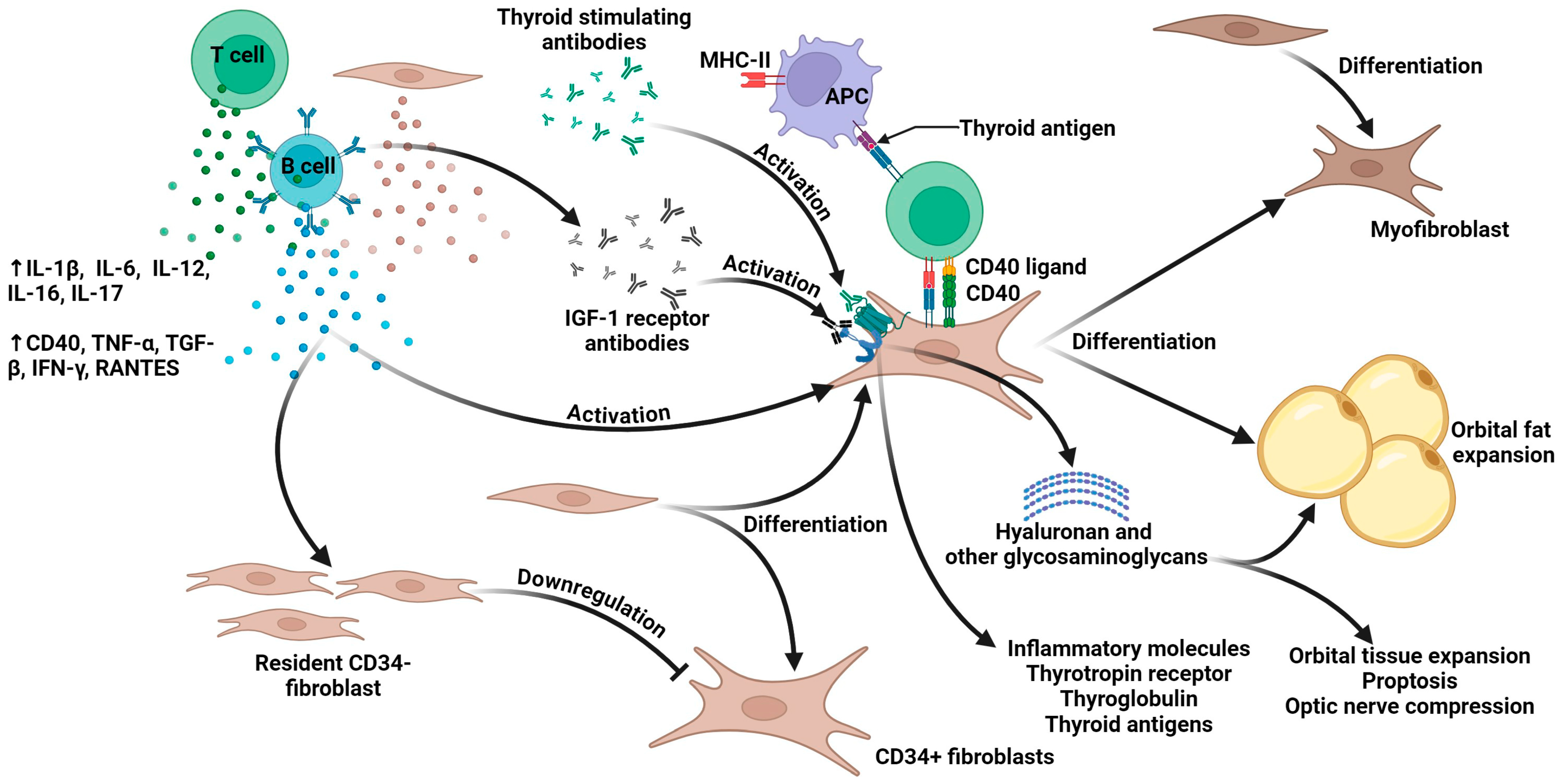 Antibodies 14 00055 g001