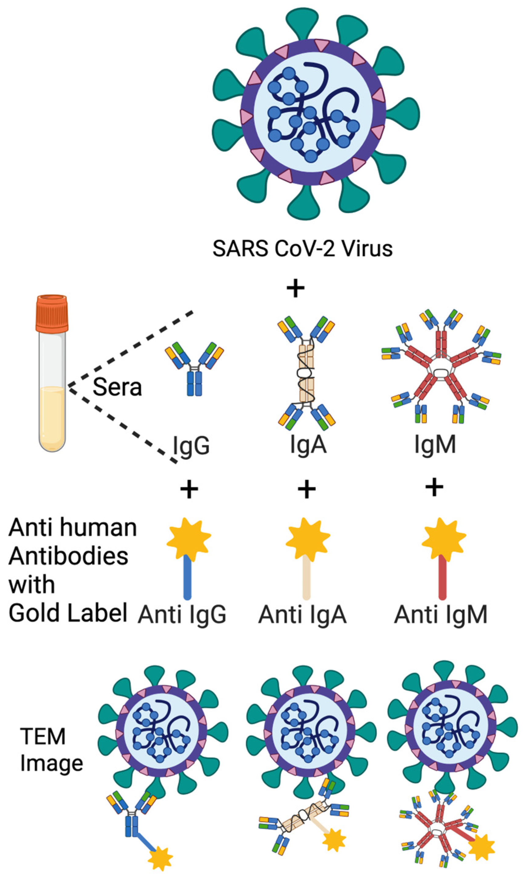 Antibodies 14 00059 g007