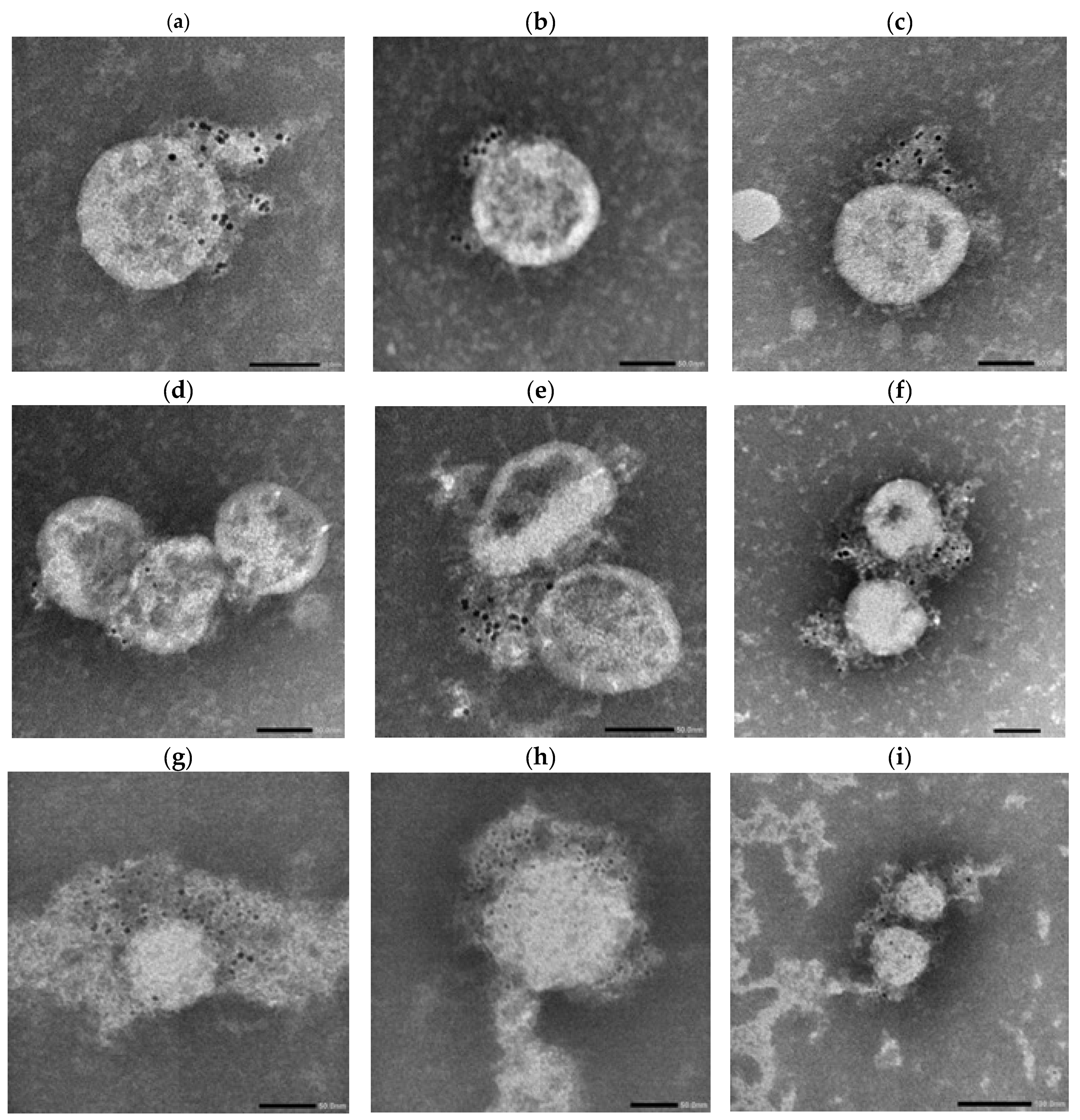 Antibodies 14 00059 g008