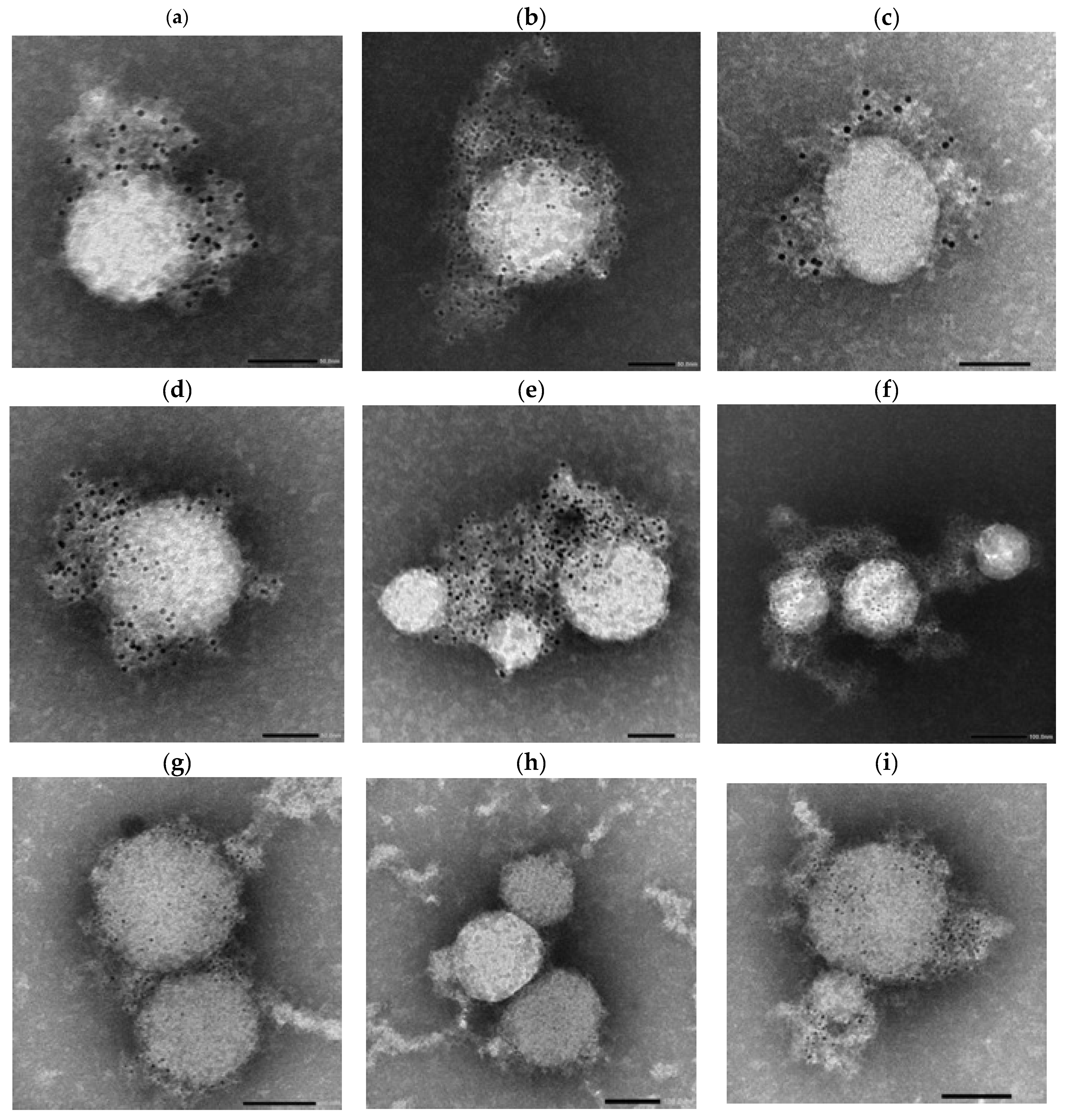 Antibodies 14 00059 g009