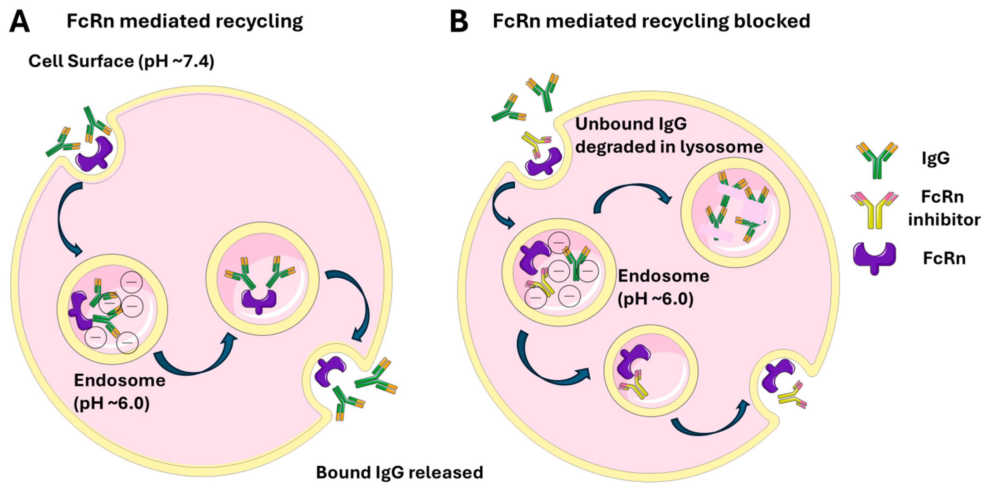 Antibodies 14 00065 g001