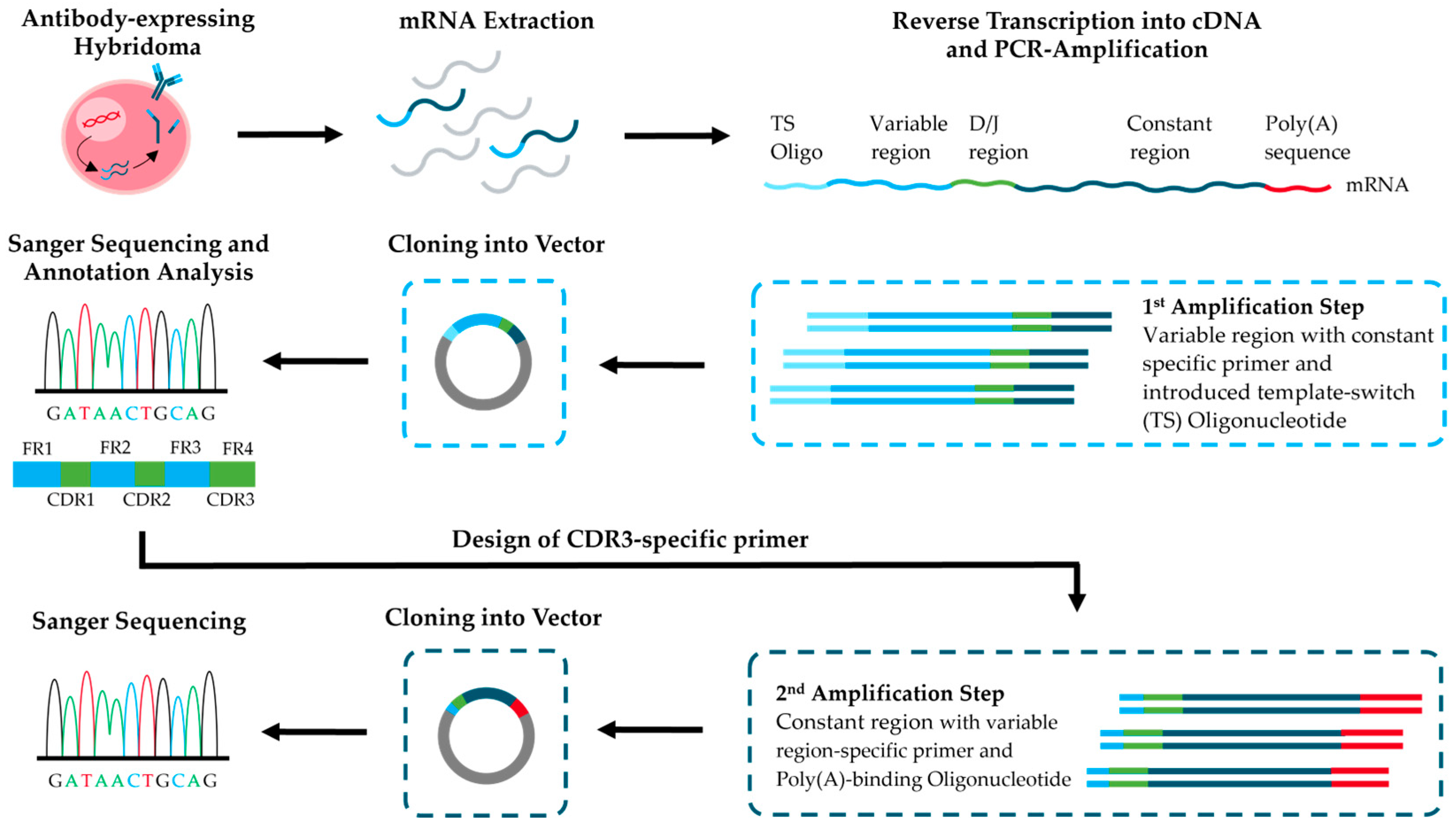Antibodies 14 00072 g001