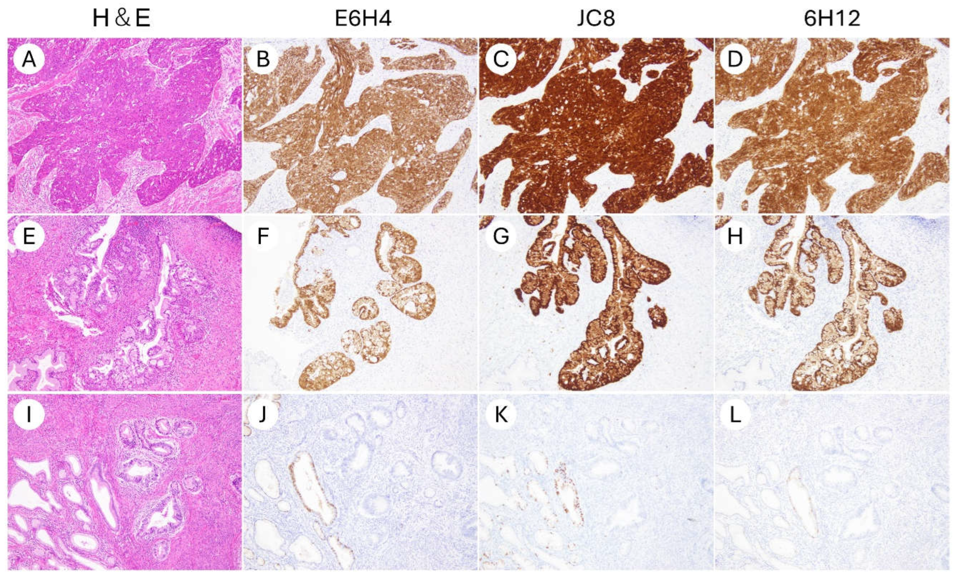 Antibodies 14 00077 g001 Antibodies 14 00077 g001