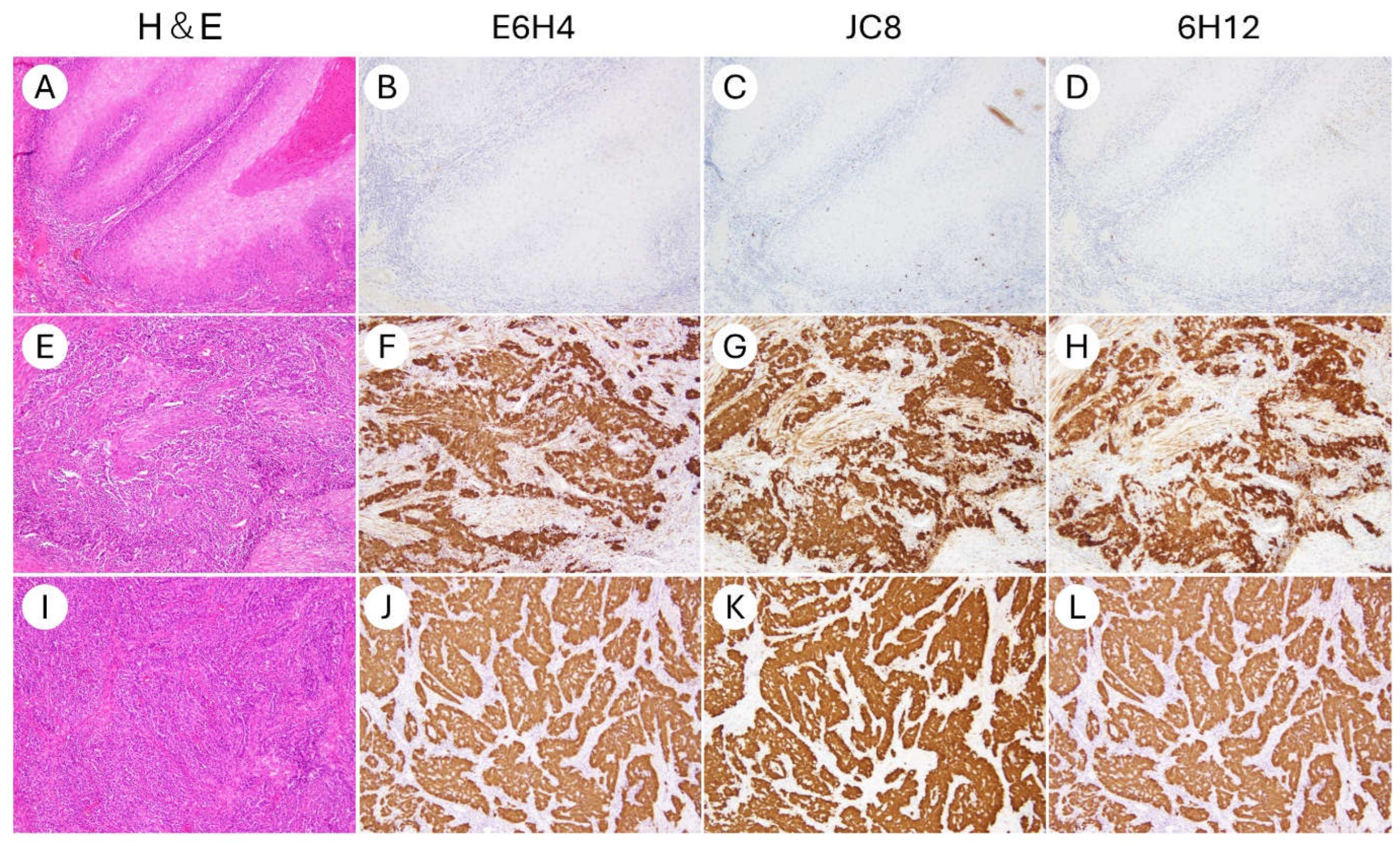 Antibodies 14 00077 g002 Antibodies 14 00077 g002