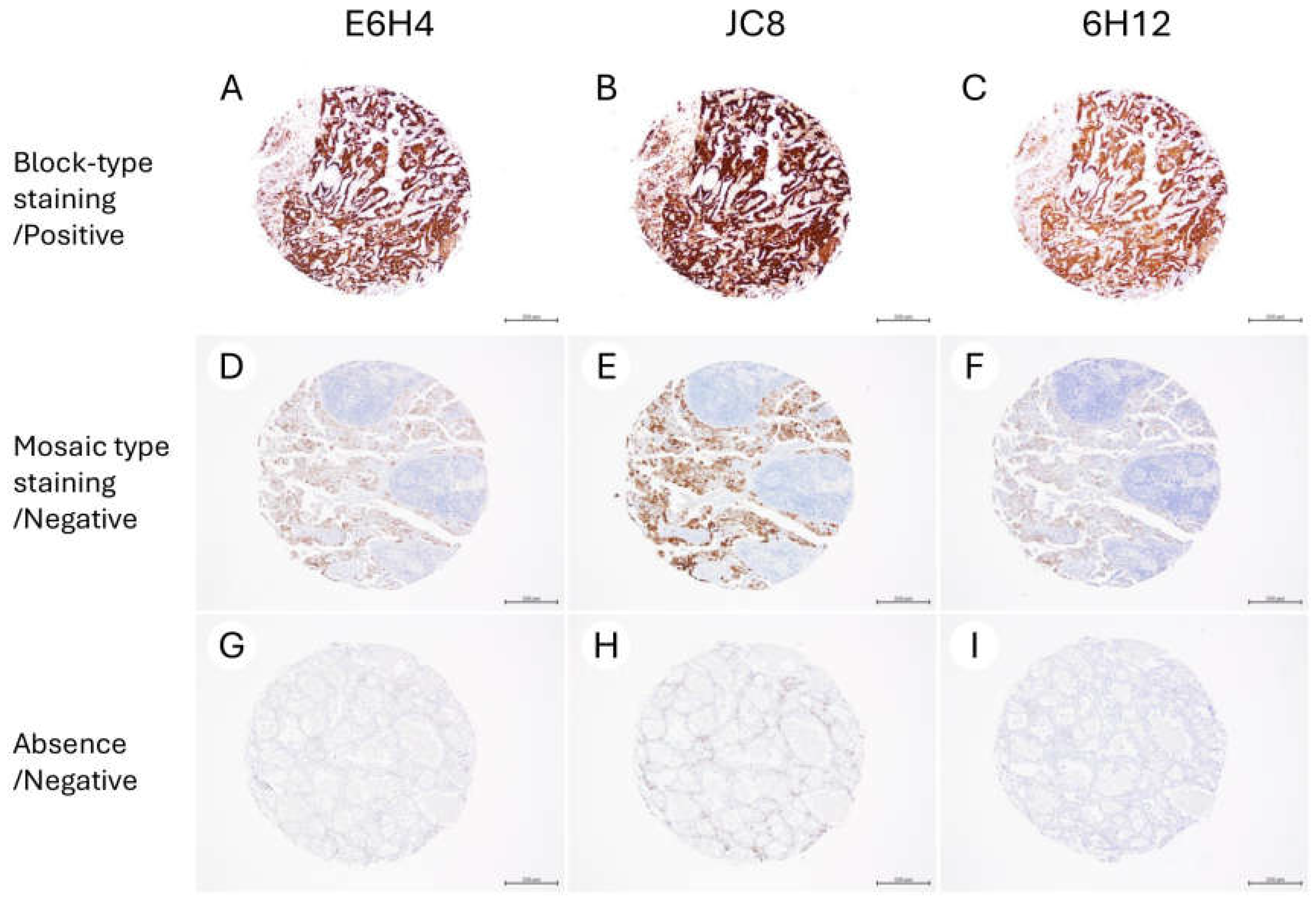 Antibodies 14 00077 g003 Antibodies 14 00077 g003