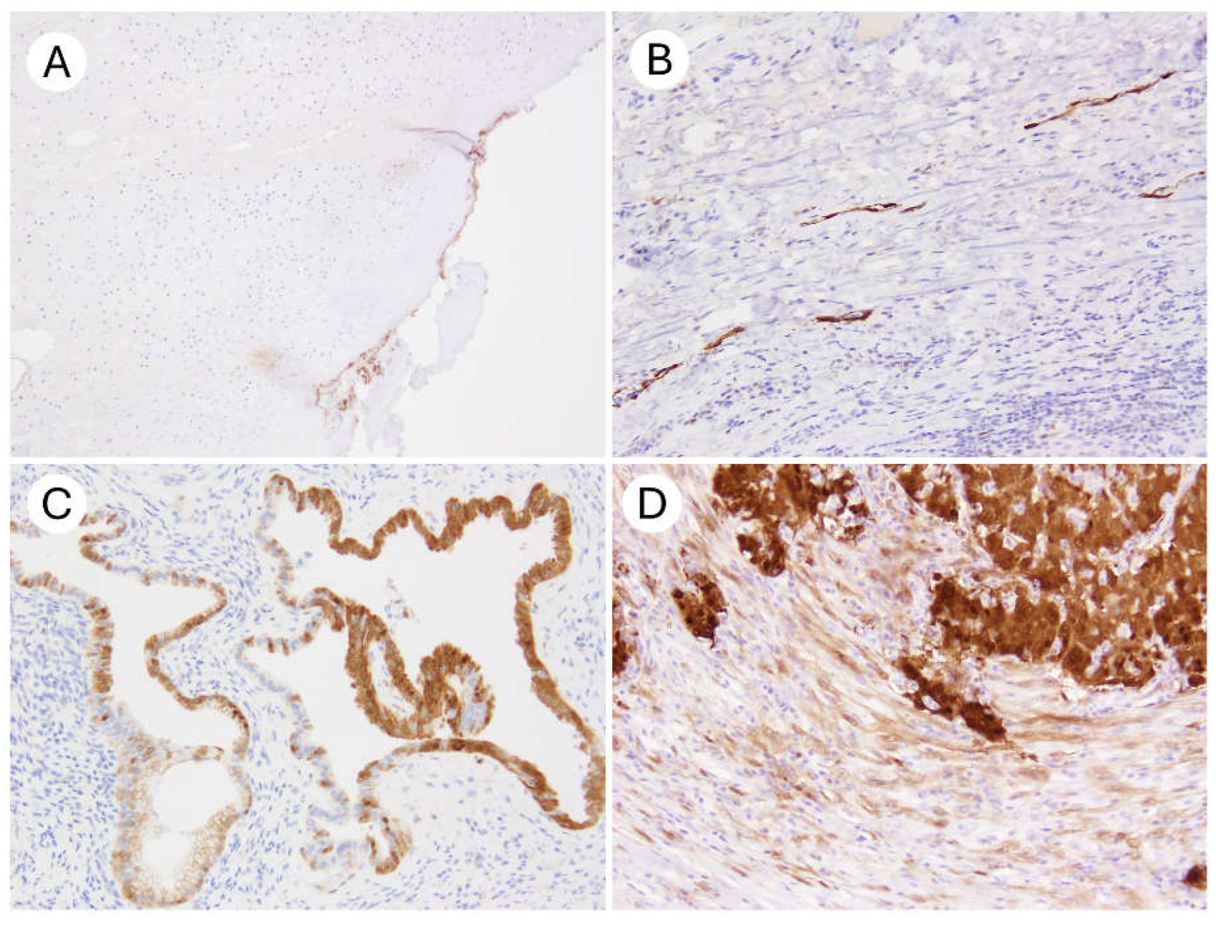 Antibodies 14 00077 g004 Antibodies 14 00077 g004