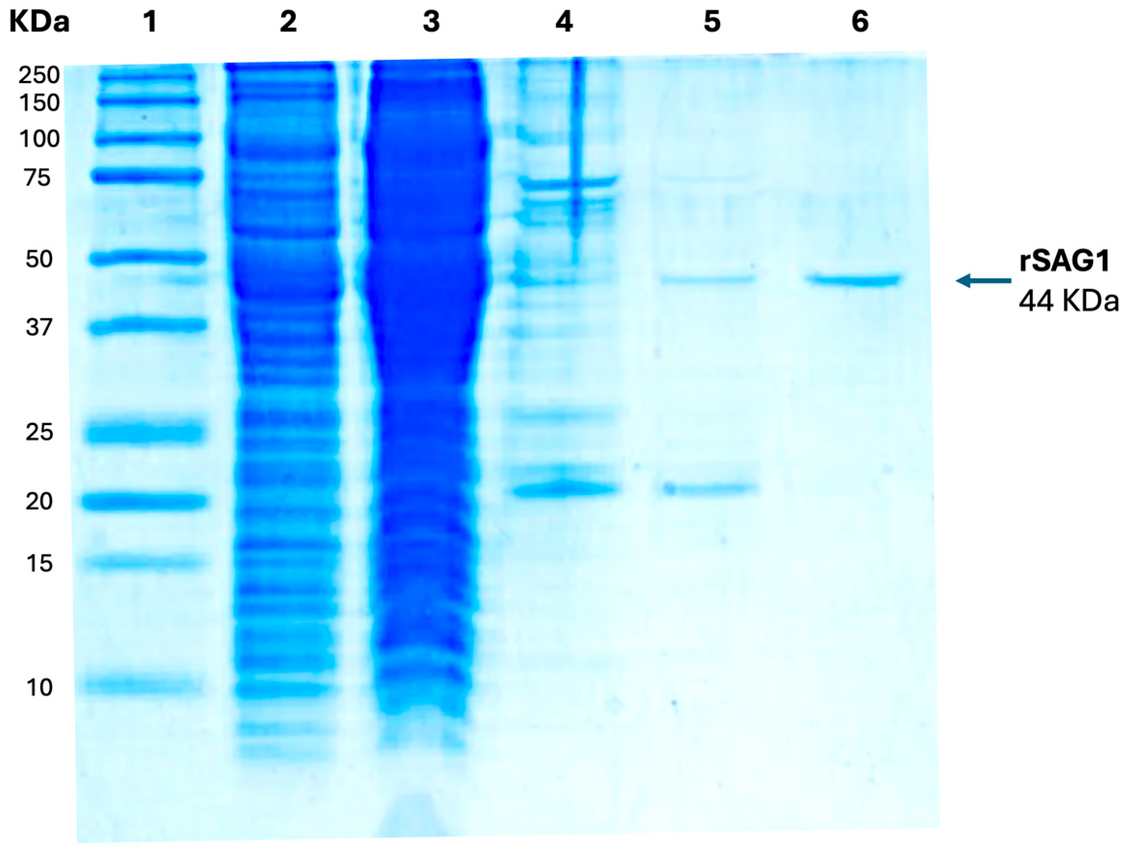 Antibodies 14 00081 g001