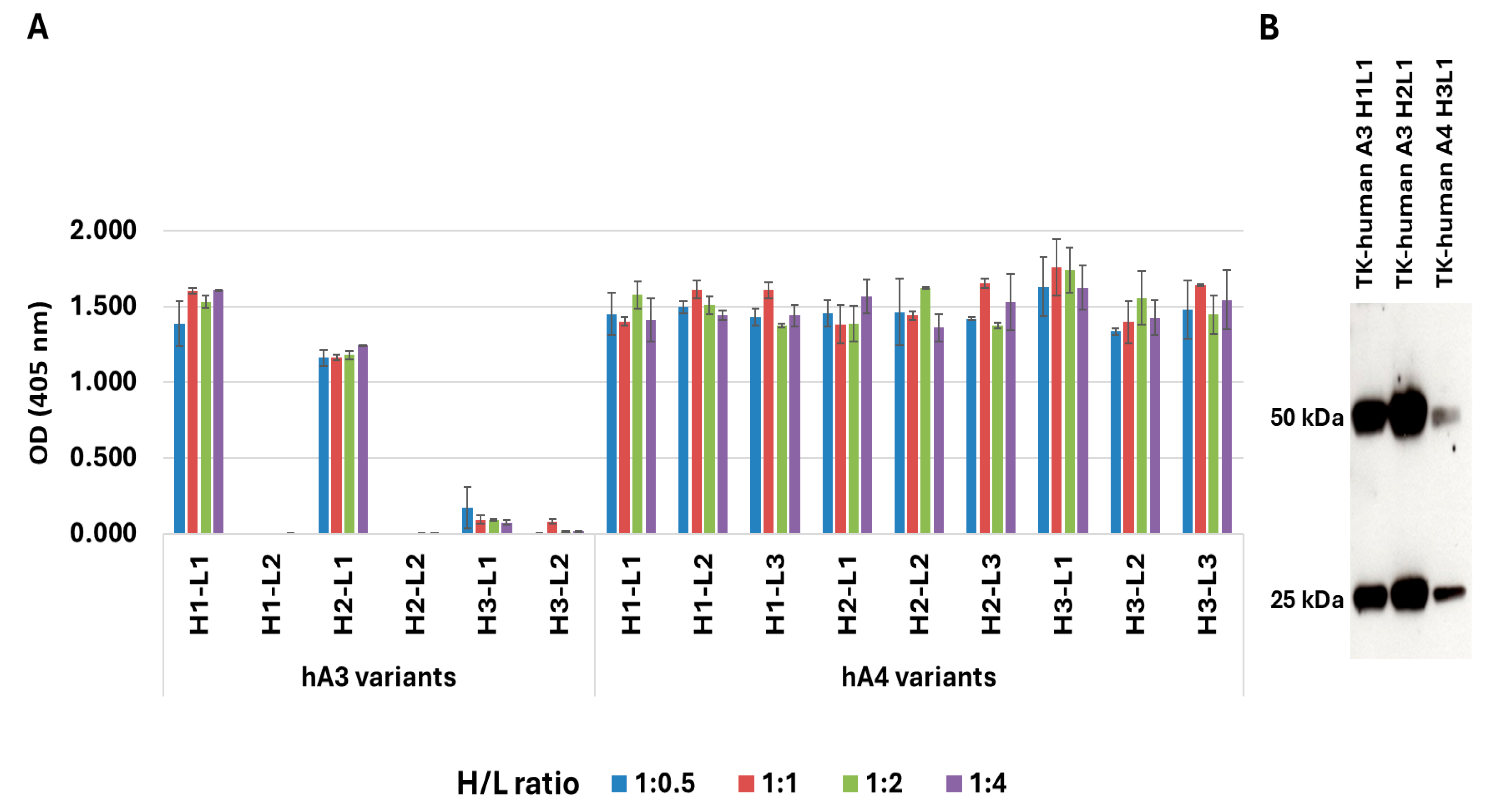 Antibodies 14 00084 g001