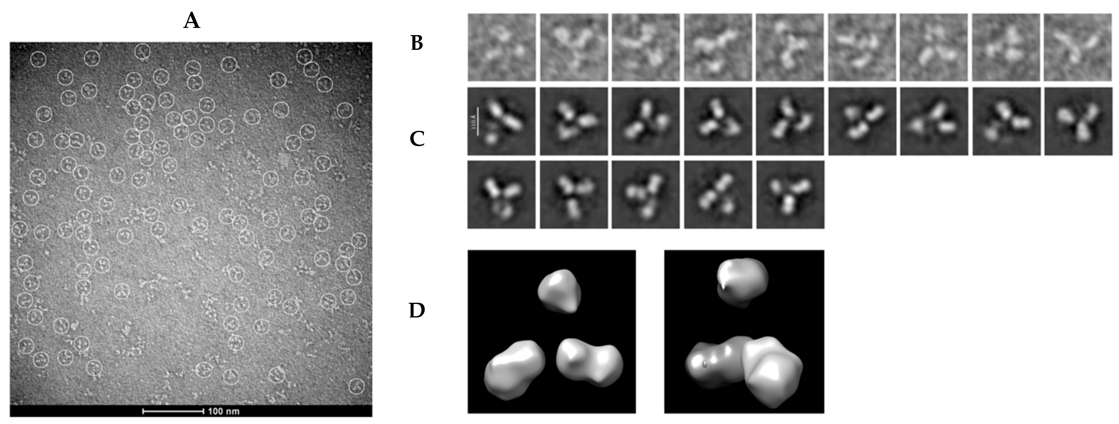 Antibodies 14 00086 g006 Antibodies 14 00086 g006