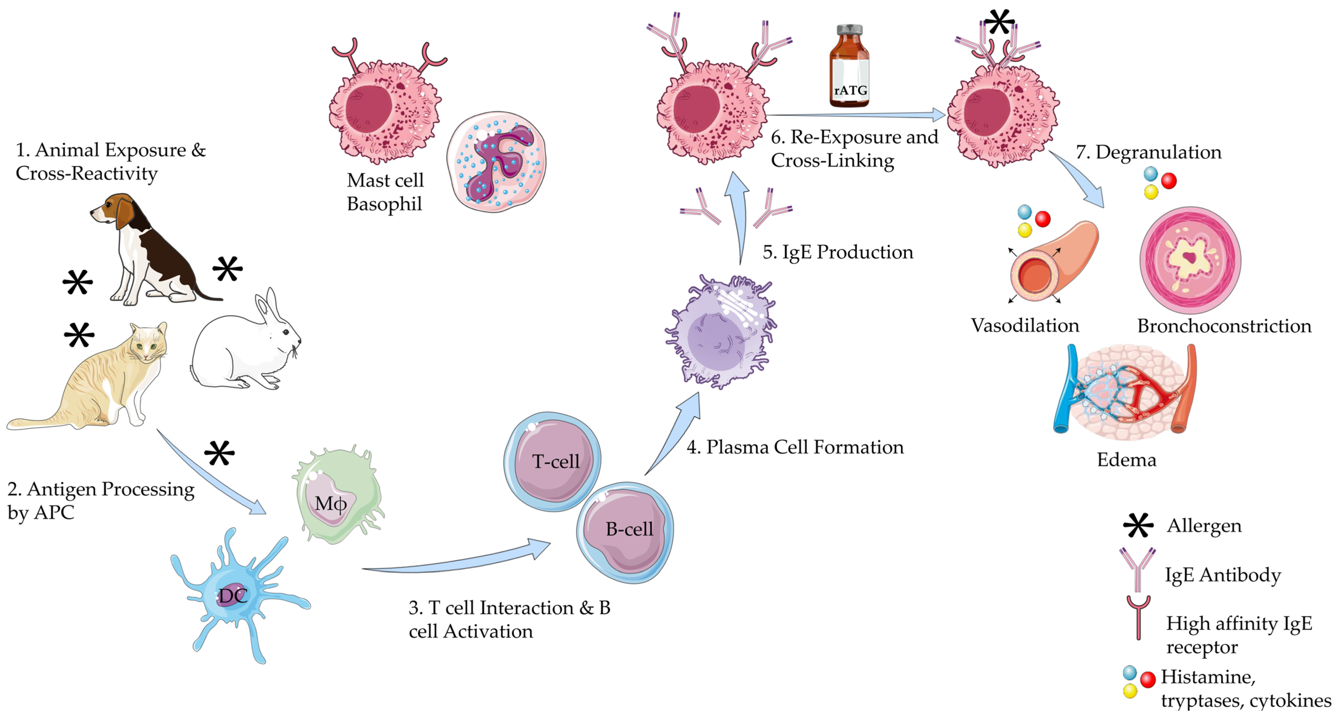 Antibodies 14 00092 g002