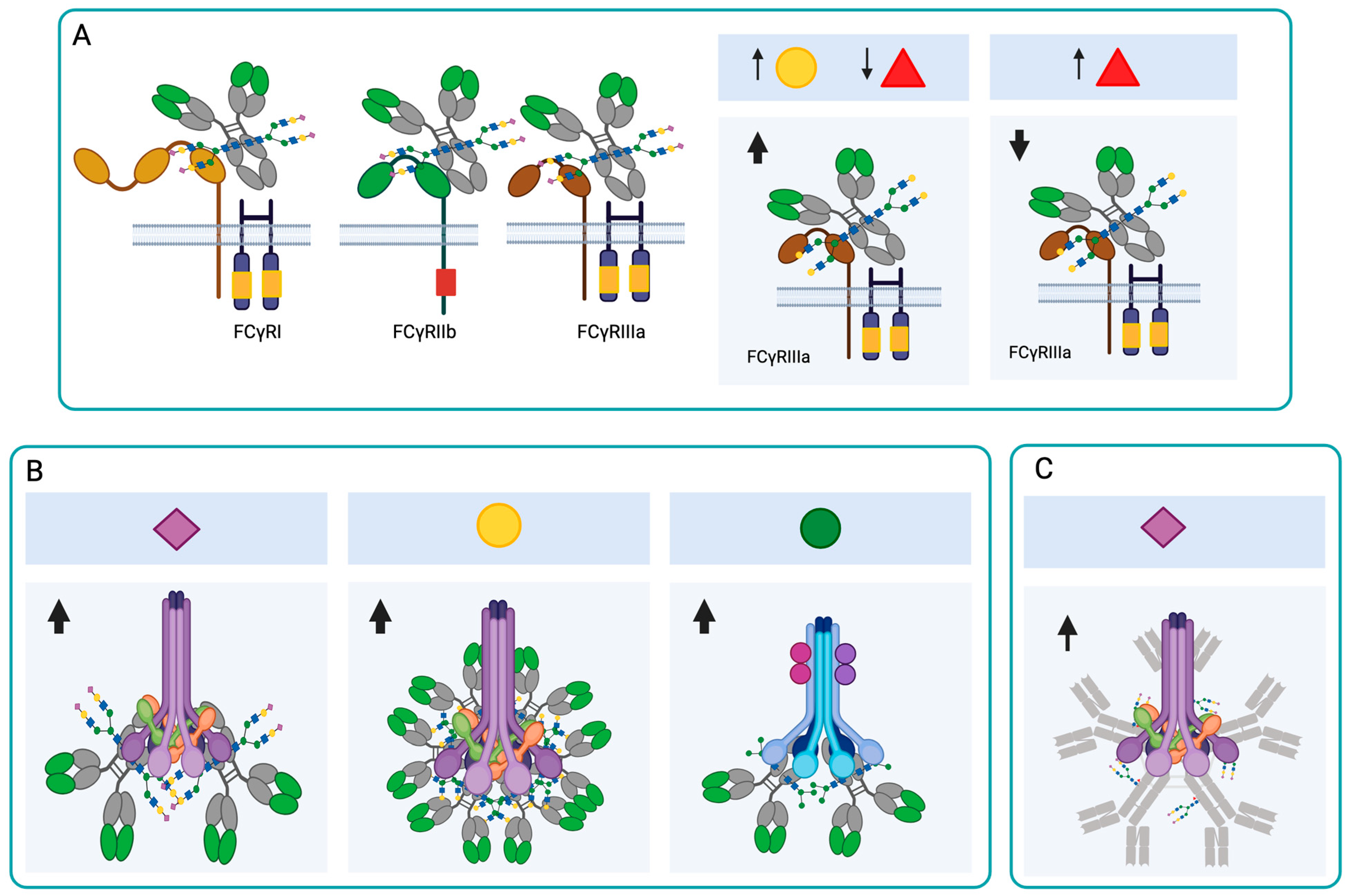 Antibodies 14 00093 g003 Antibodies 14 00093 g003