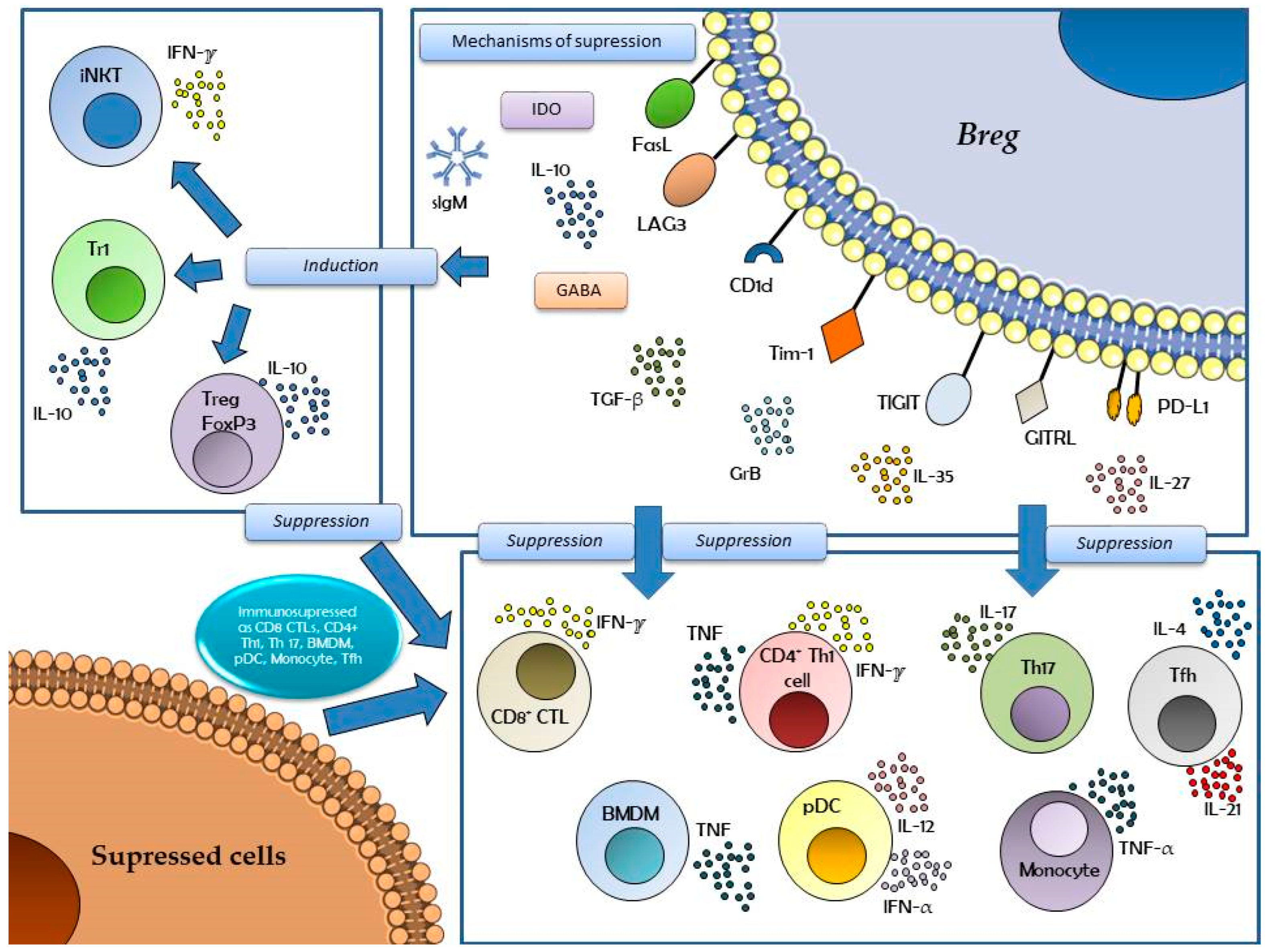 Antibodies 14 00095 g001