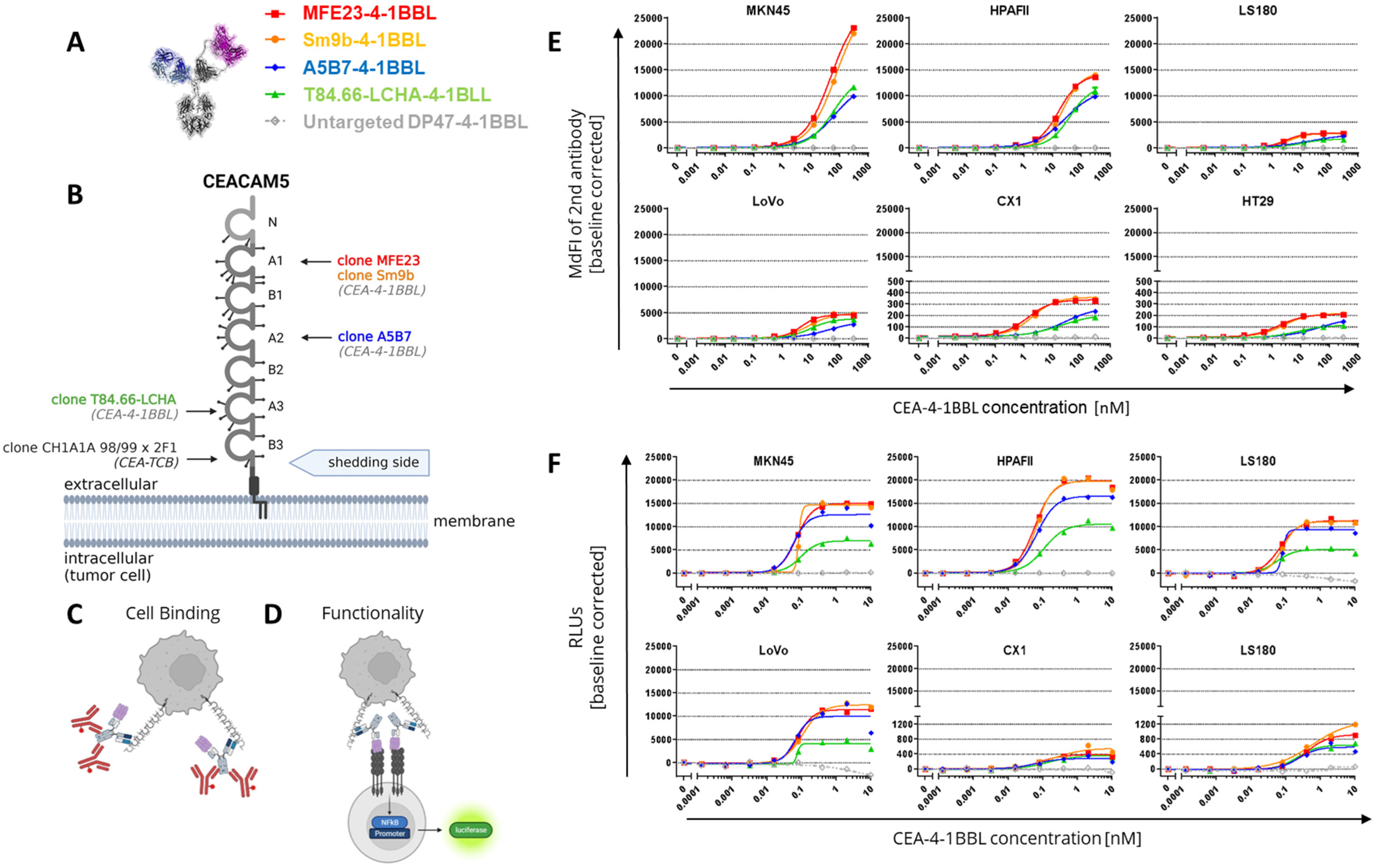 Antibodies 14 00096 g001