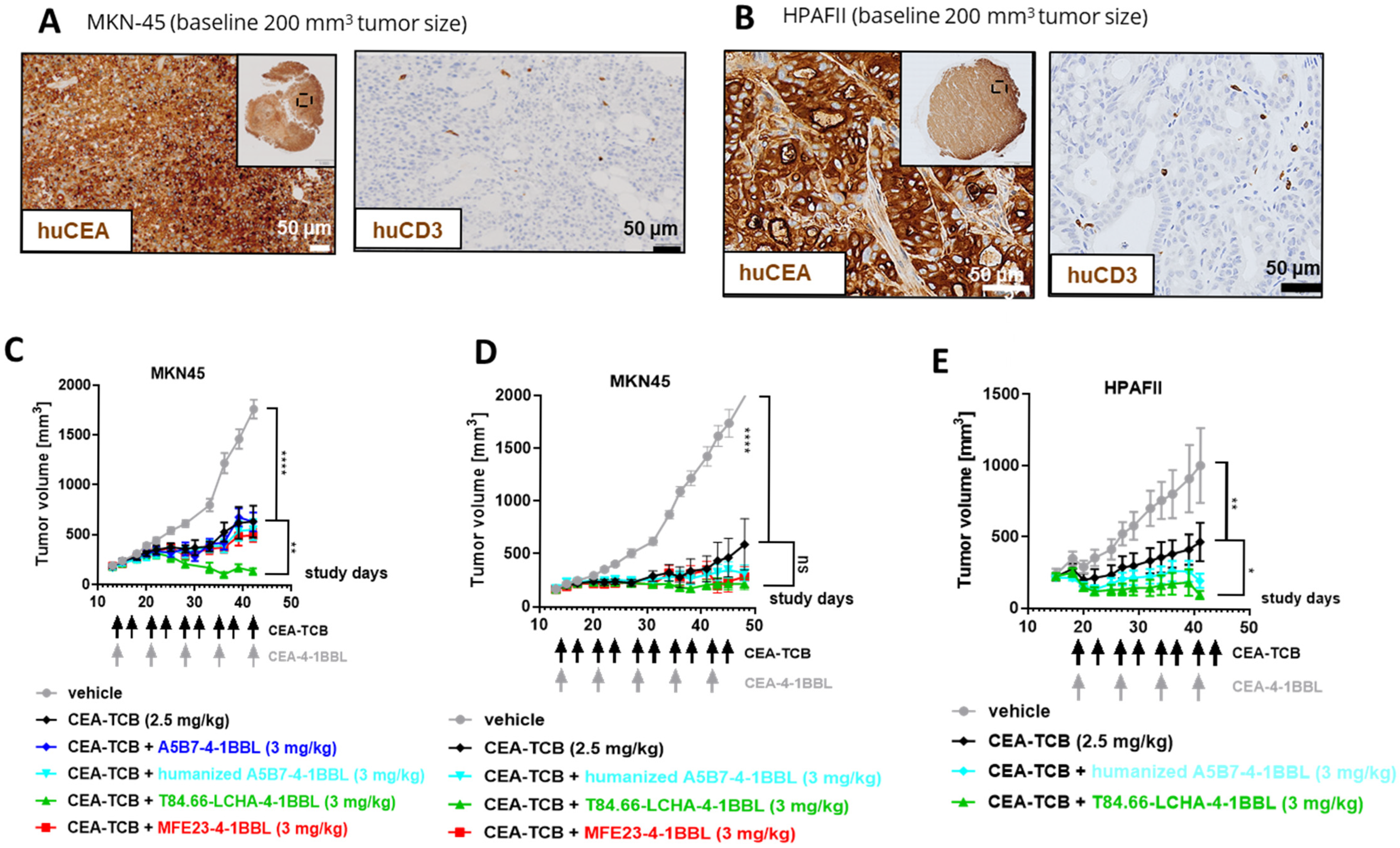 Antibodies 14 00096 g004