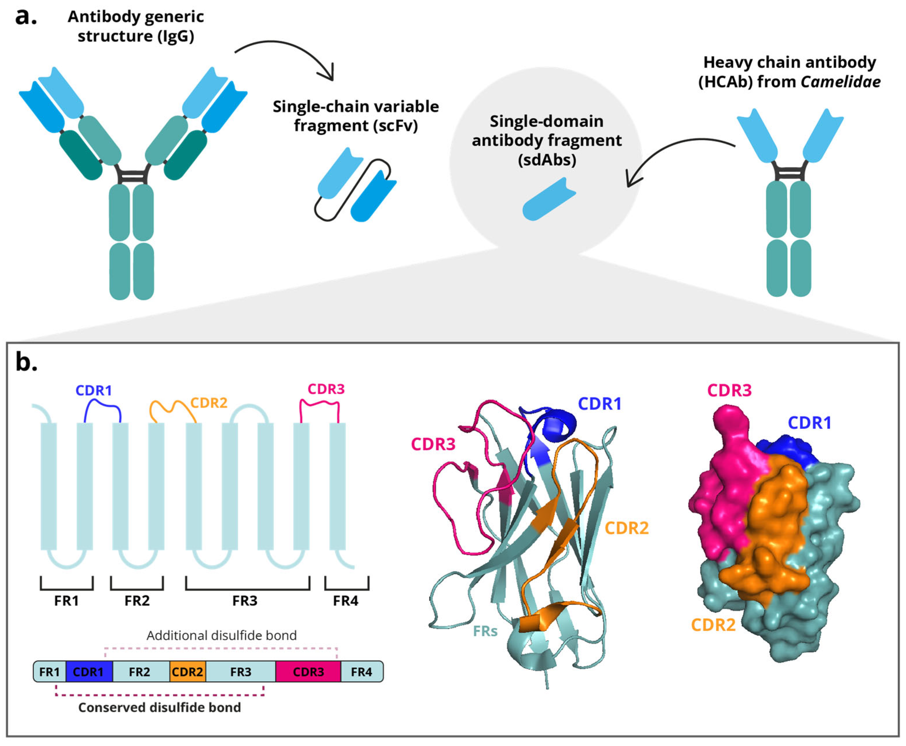 Antibodies 14 00100 g001