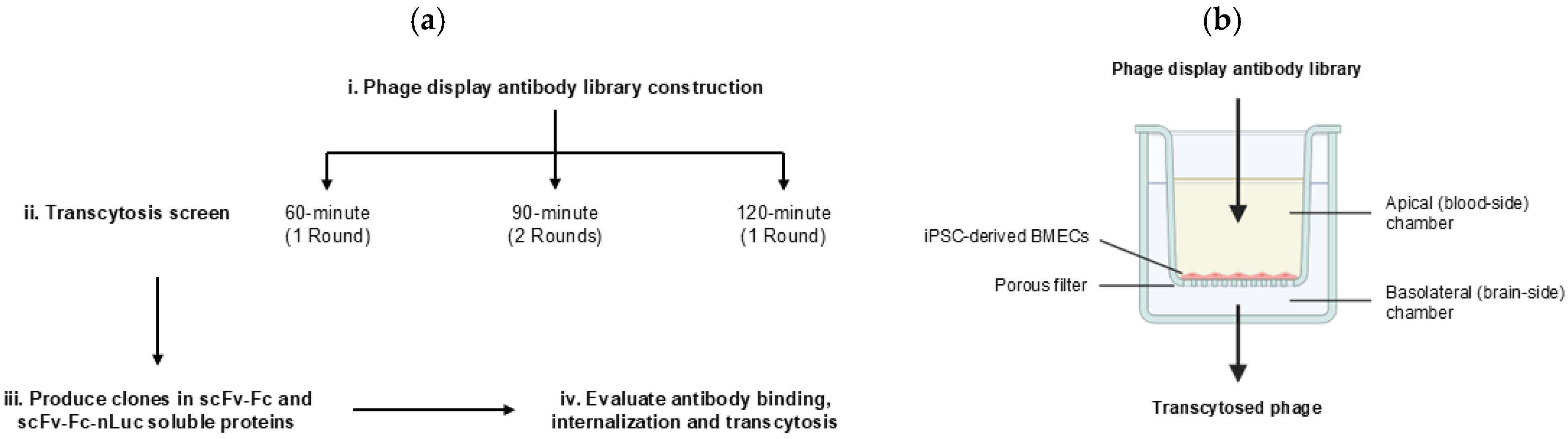 Antibodies 14 00102 g001