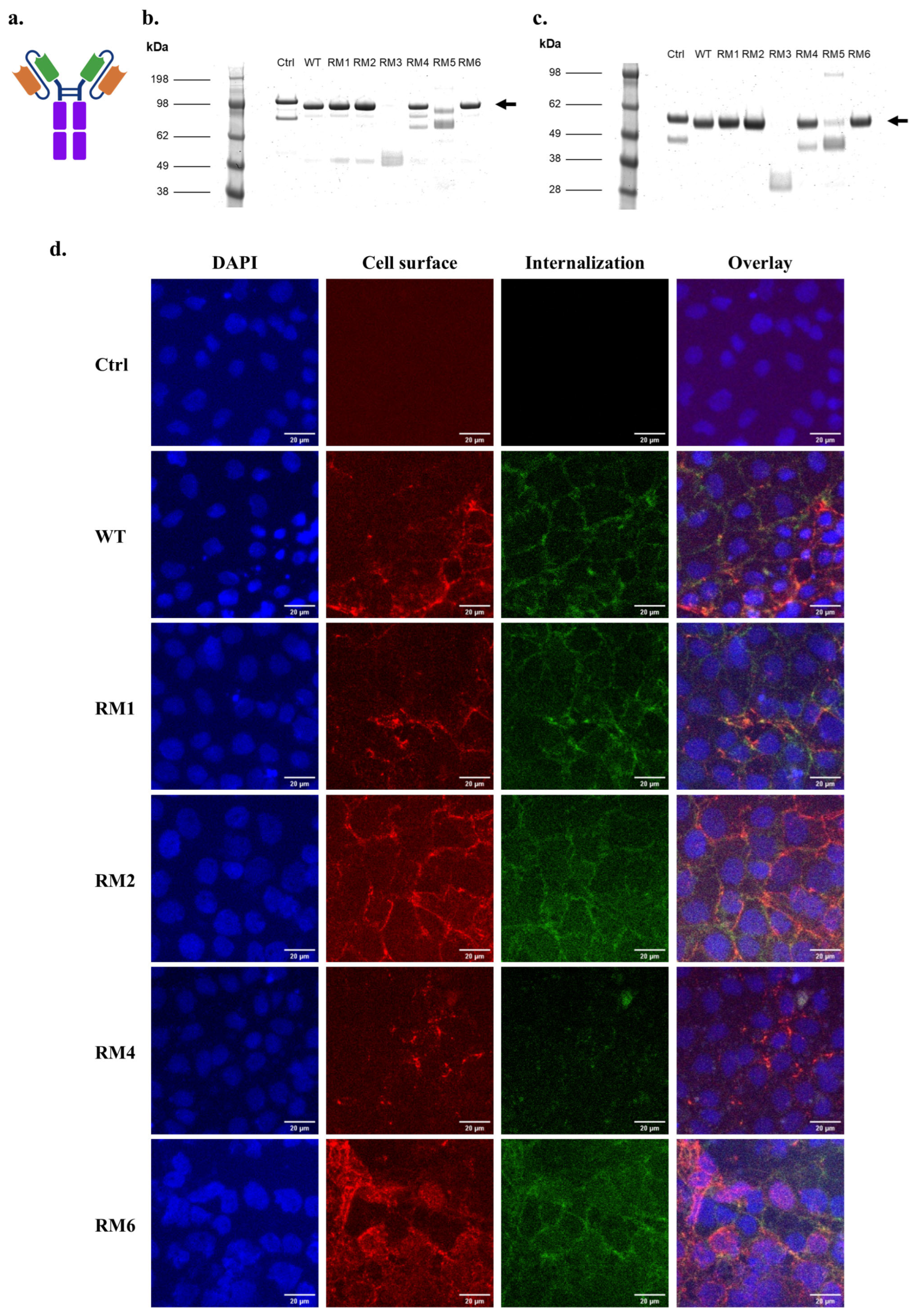 Antibodies 14 00102 g003