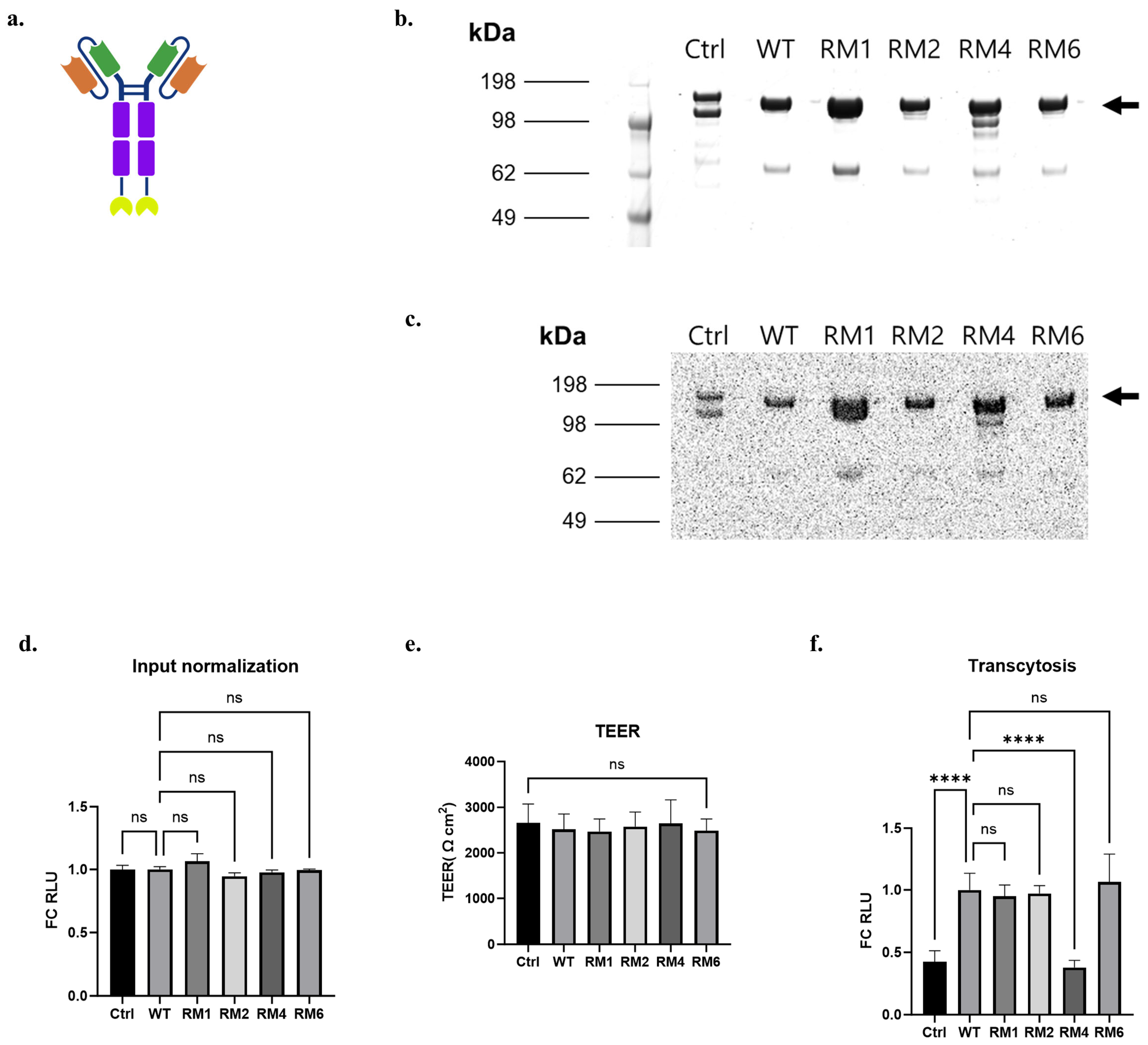Antibodies 14 00102 g004