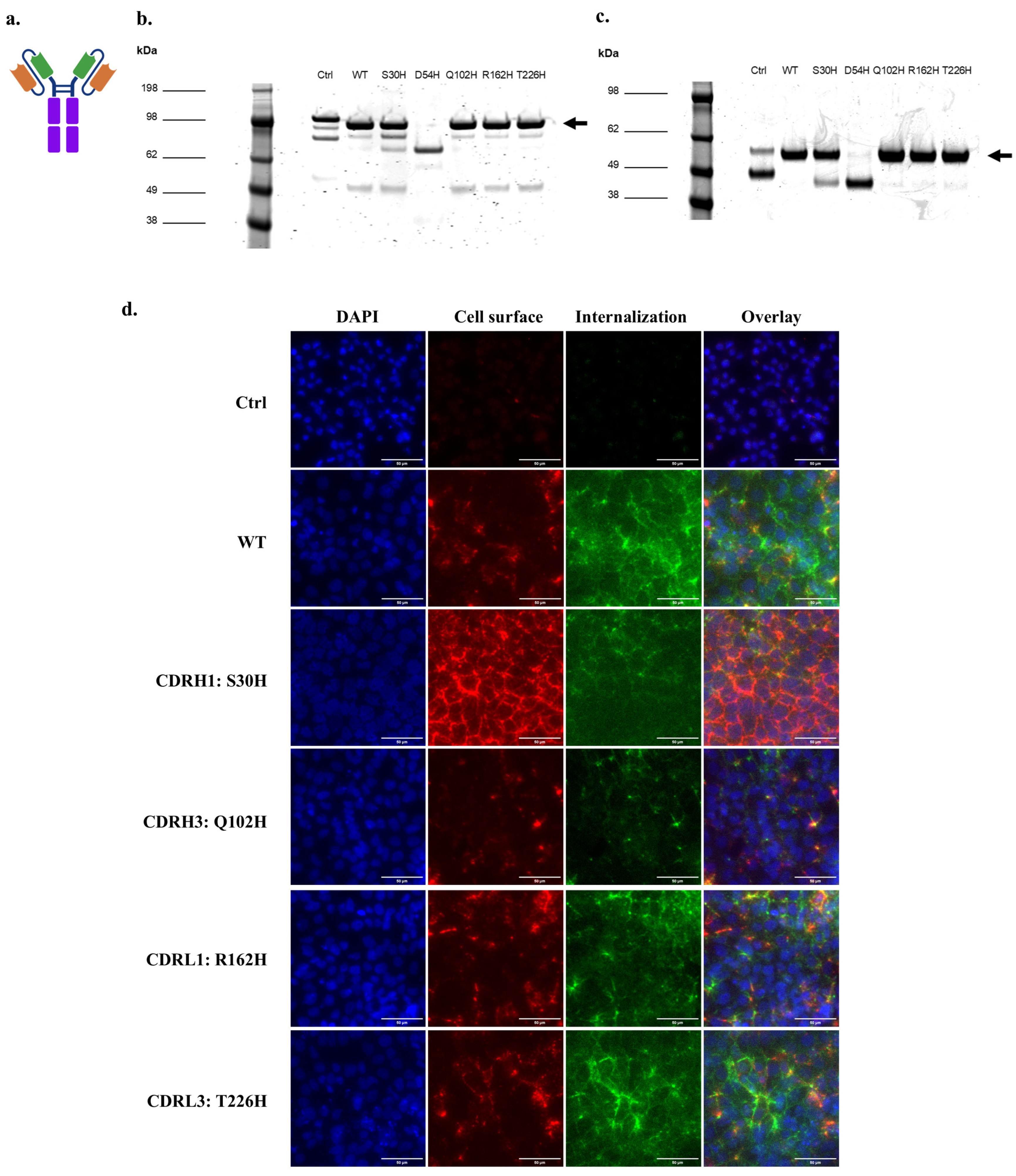 Antibodies 14 00102 g006