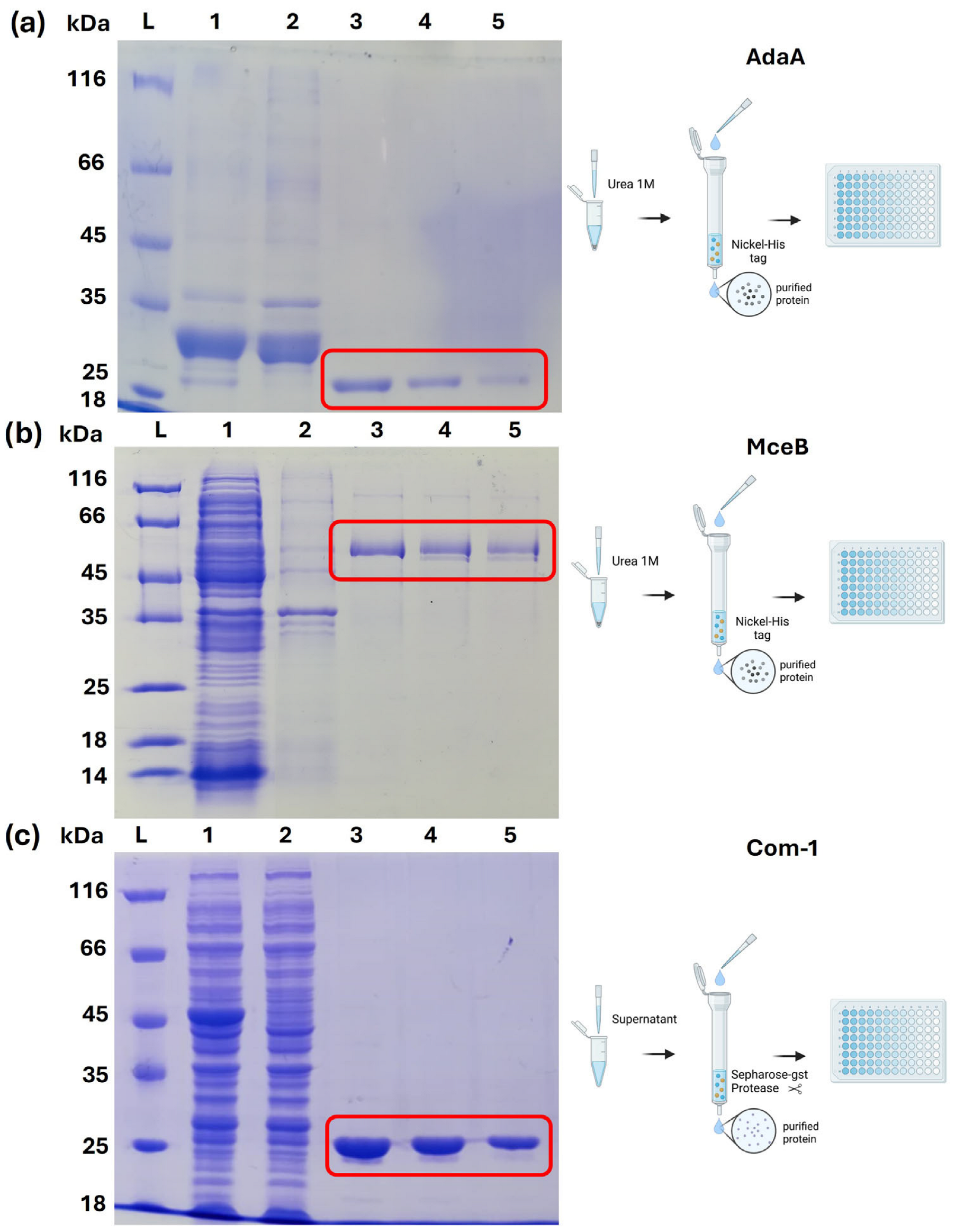 Antibodies 14 00107 g001