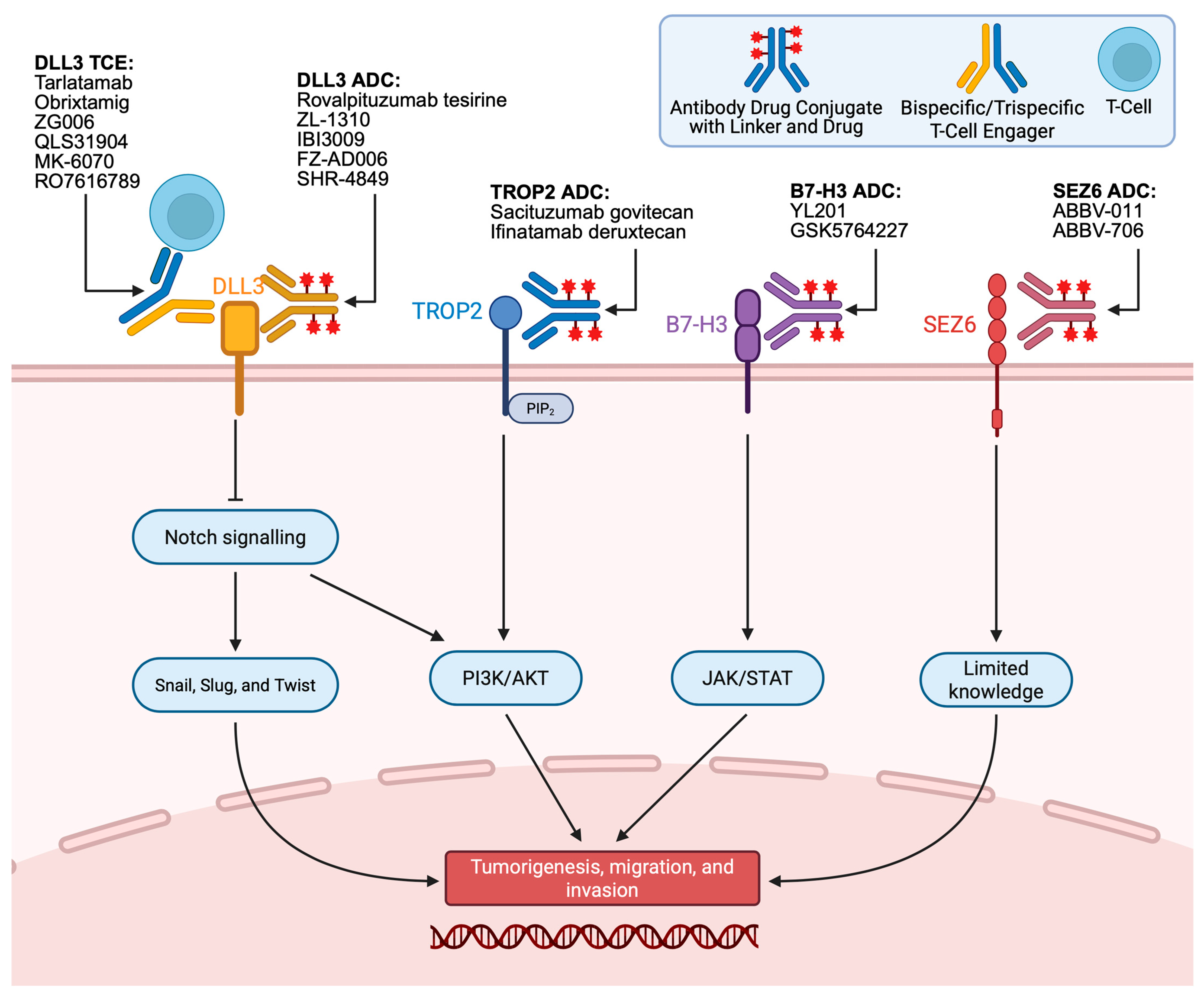 Antibodies 15 00004 g001