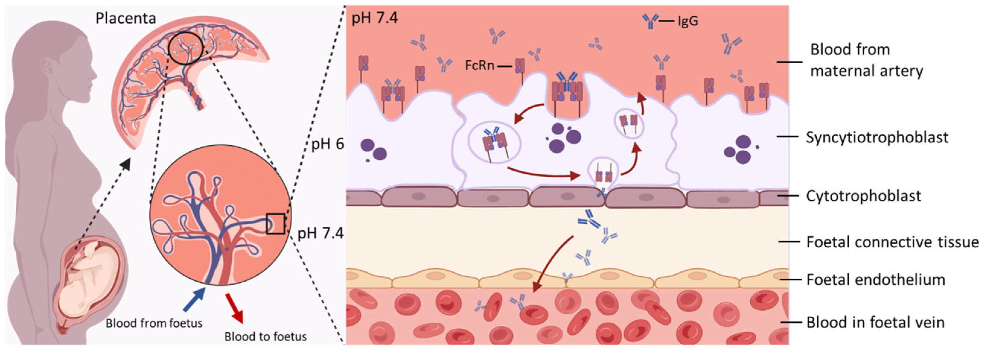 Antibodies 15 00014 g001