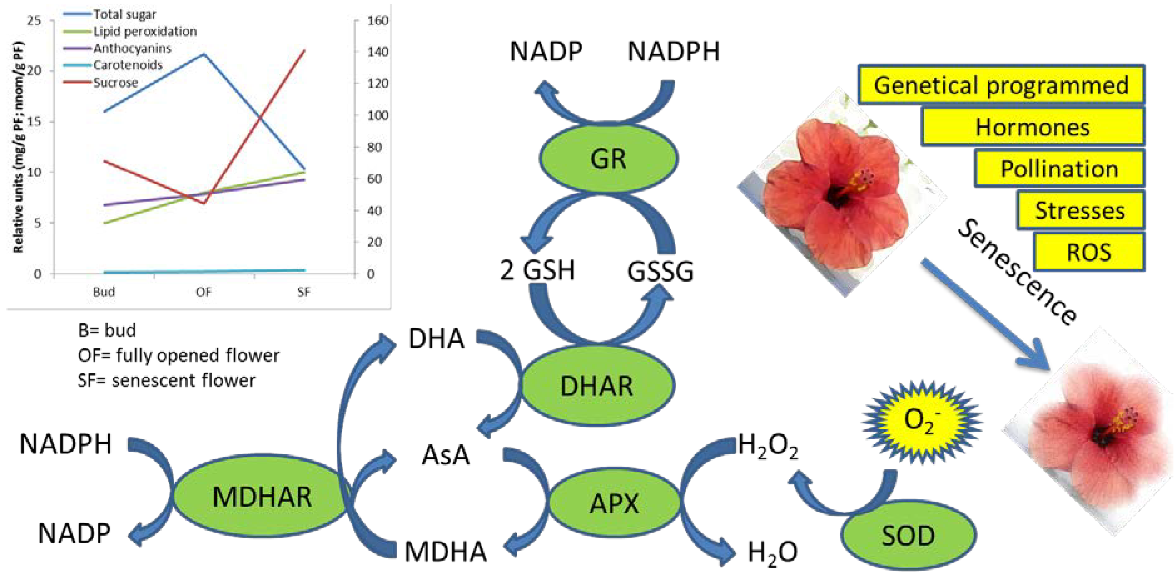 PDF the complete language of flowers dietz PDF Télécharger Download