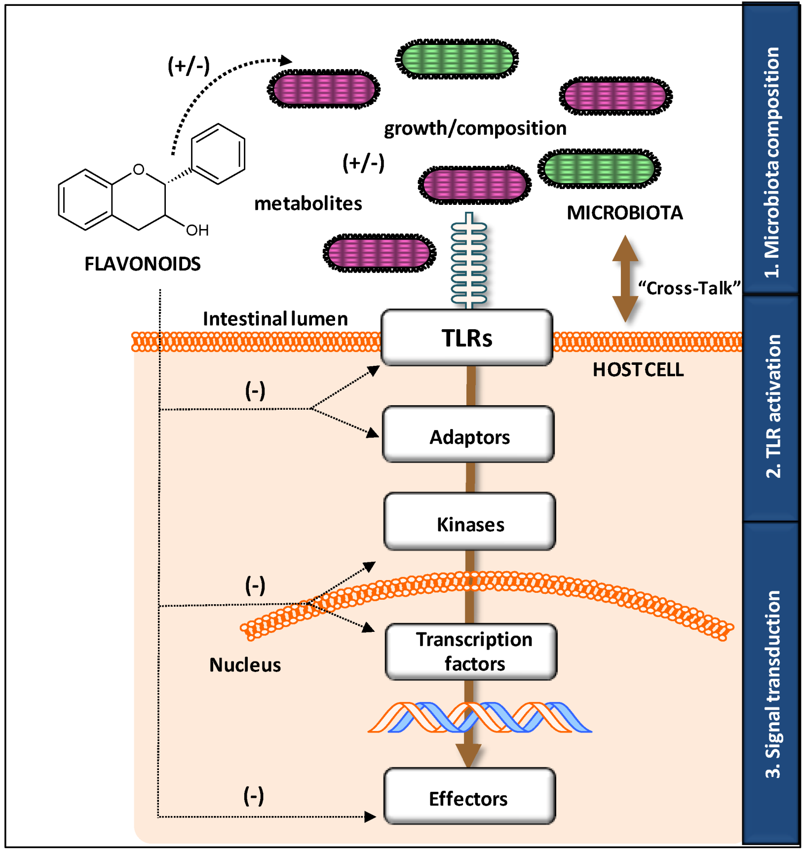 Antioxidants 03 00649 g002