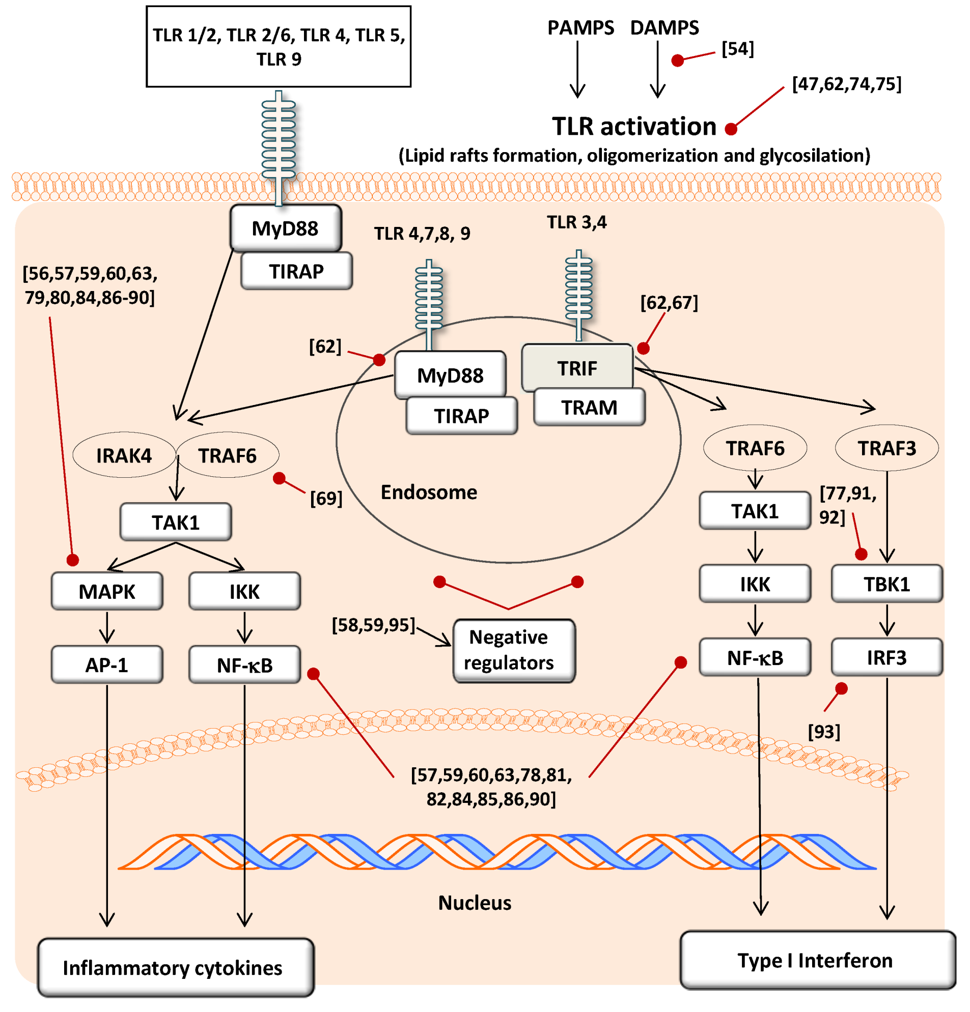 Antioxidants 03 00649 g004