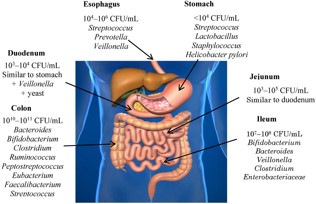 Antioxidants Free FullText Studies on Modulation of Gut Microbiota