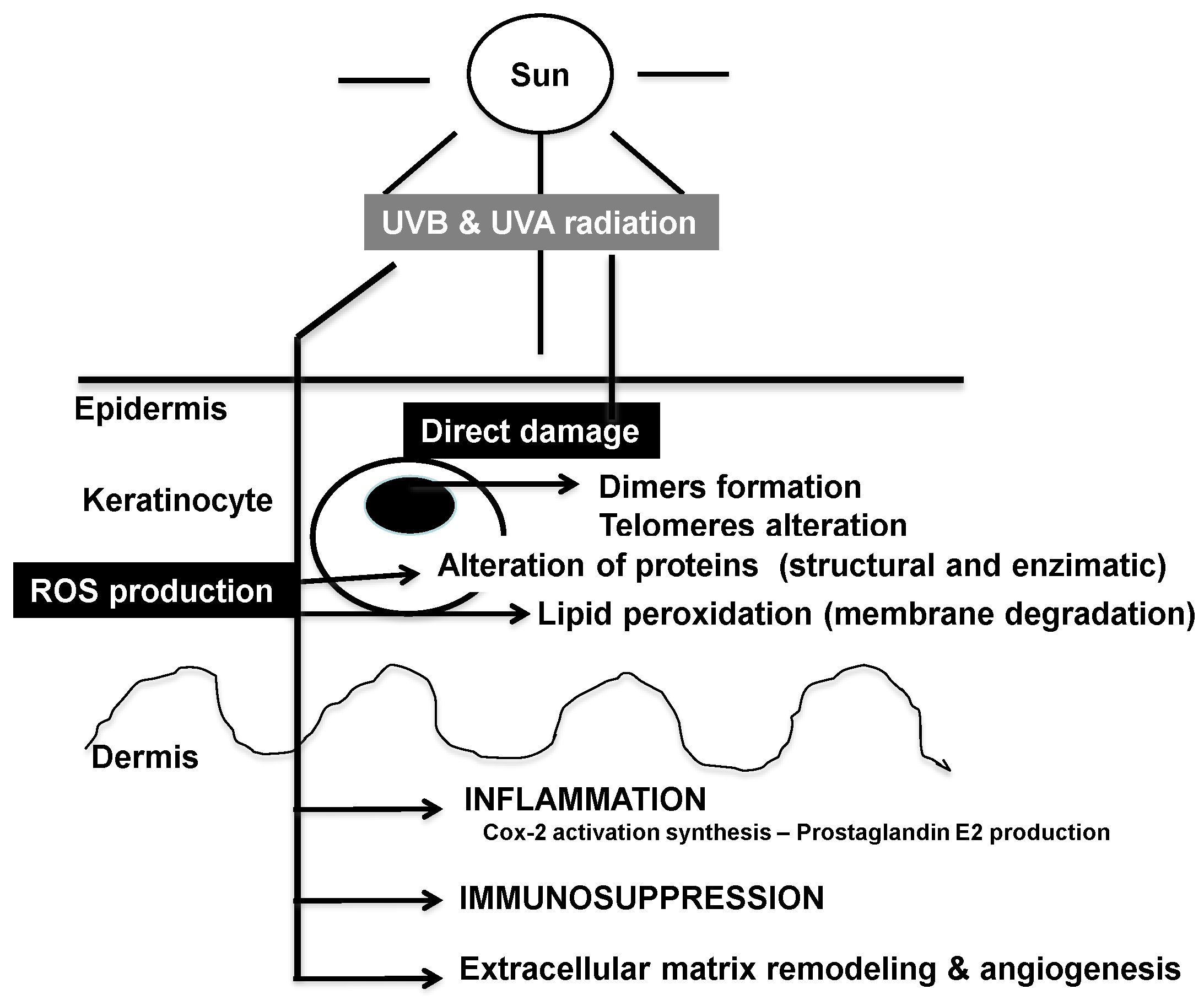 Antioxidants Free Full Text Mechanisms Of Photoaging And Cutaneous Photocarcinogenesis And Photoprotective Strategies With Phytochemicals Html