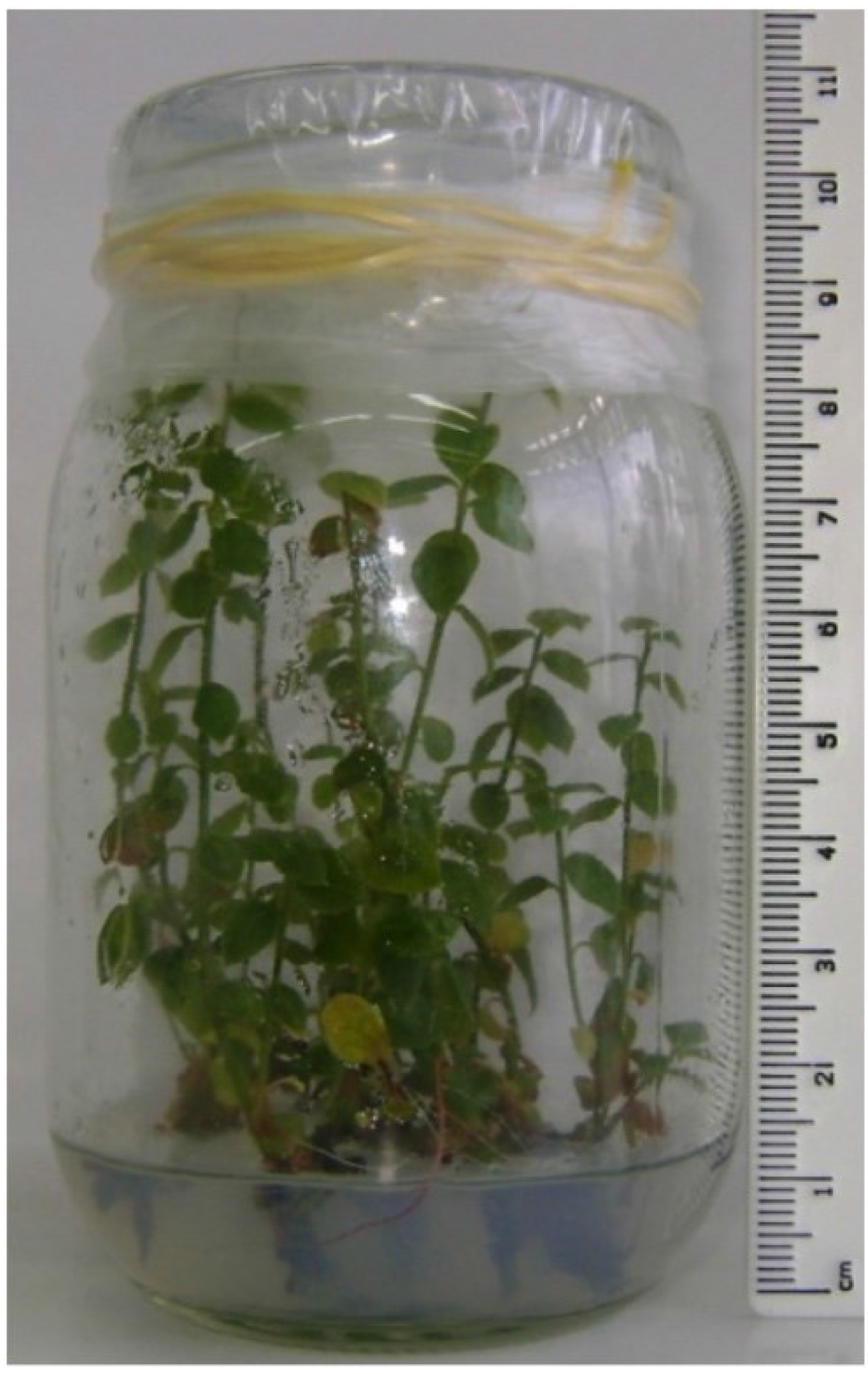 Antioxidants 04 00281 g001