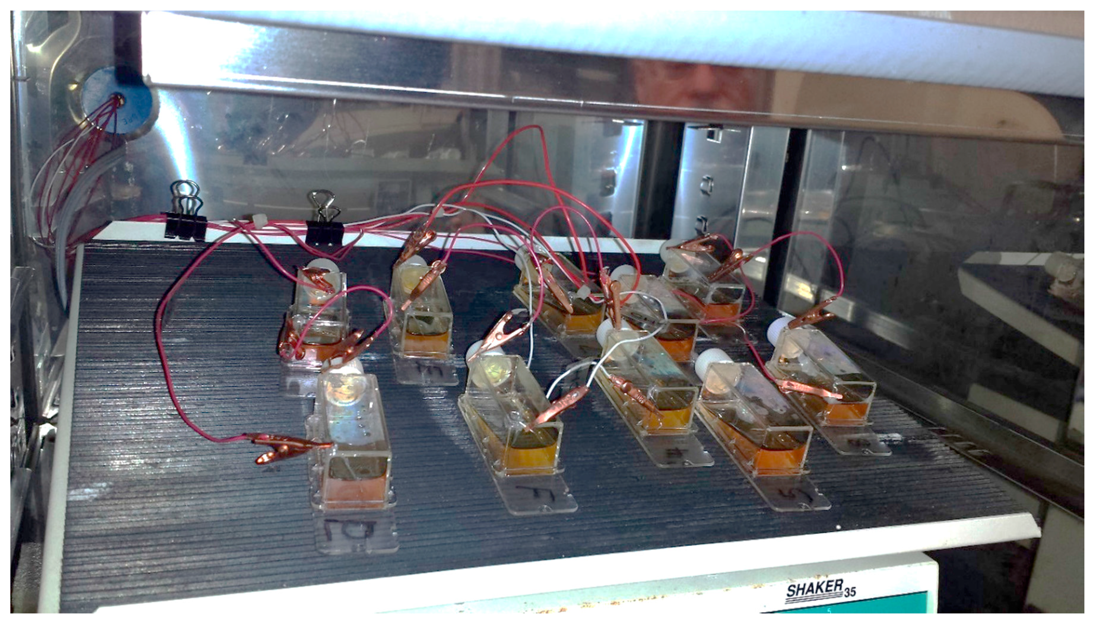 Antioxidants 05 00023 g002 1024