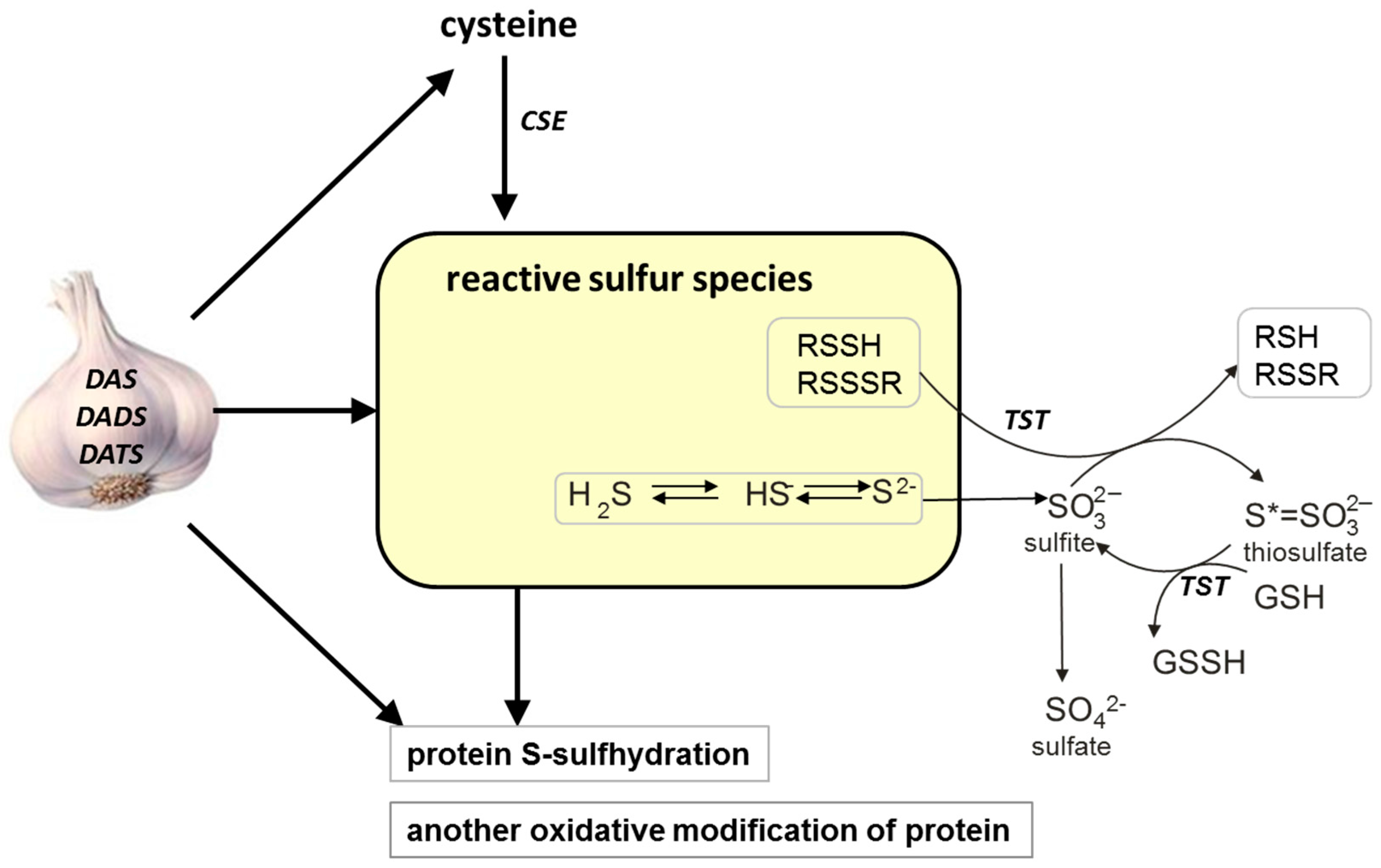 Antioxidants 05 00046 sch001