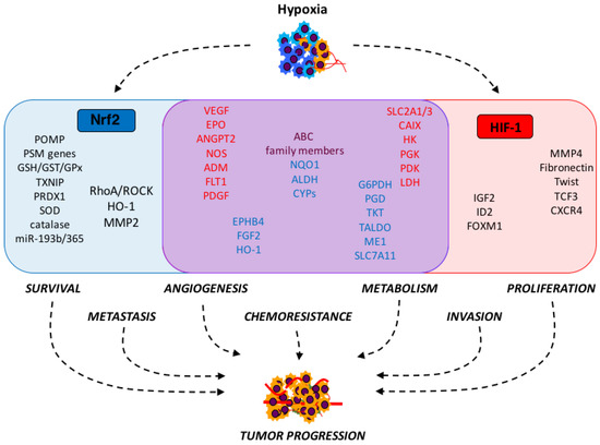 Strange Bedfellows: Nuclear Factor, Erythroid 2-Like 2 (Nrf2