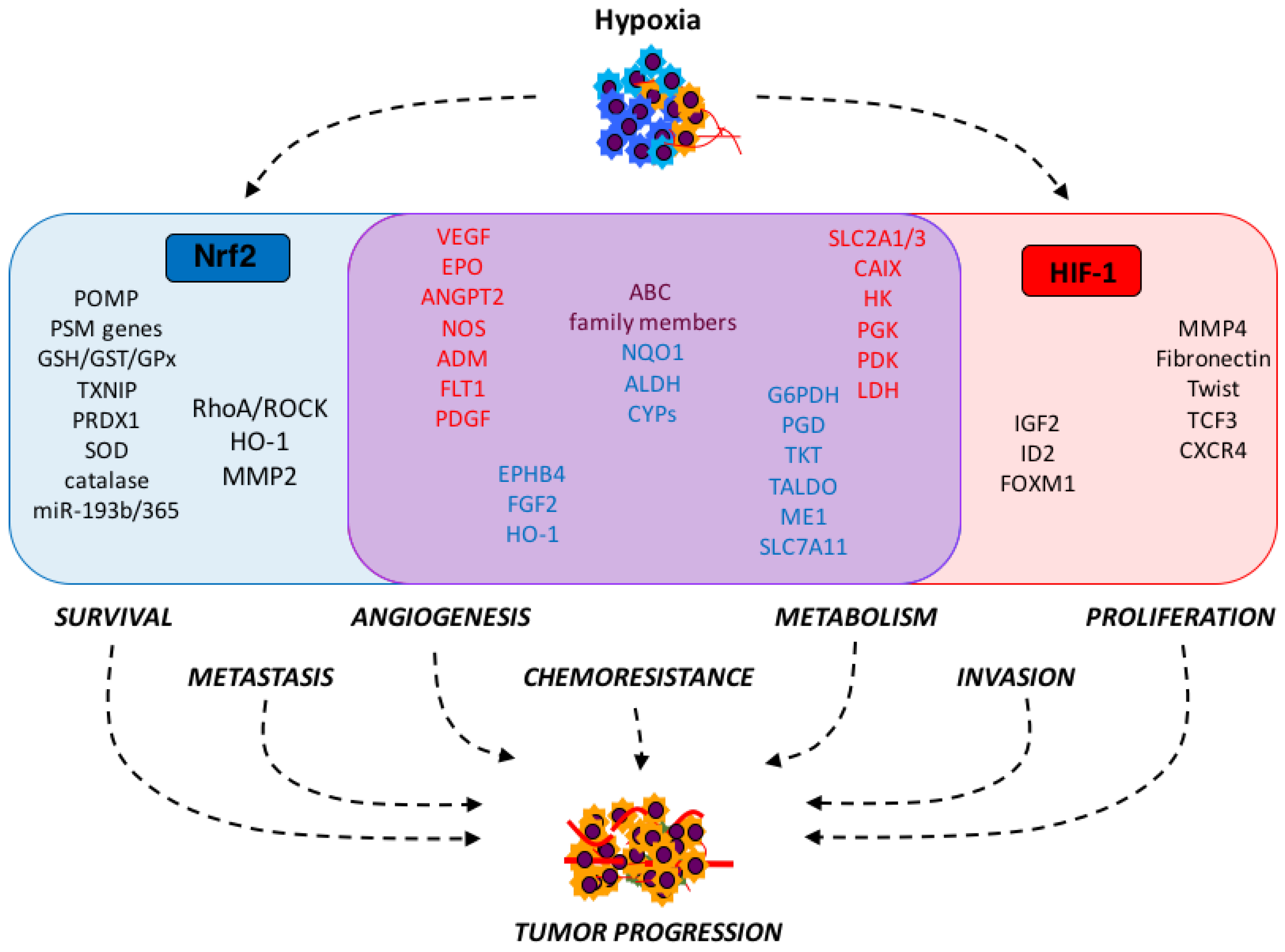 Strange Bedfellows: Nuclear Factor, Erythroid 2-Like 2 (Nrf2
