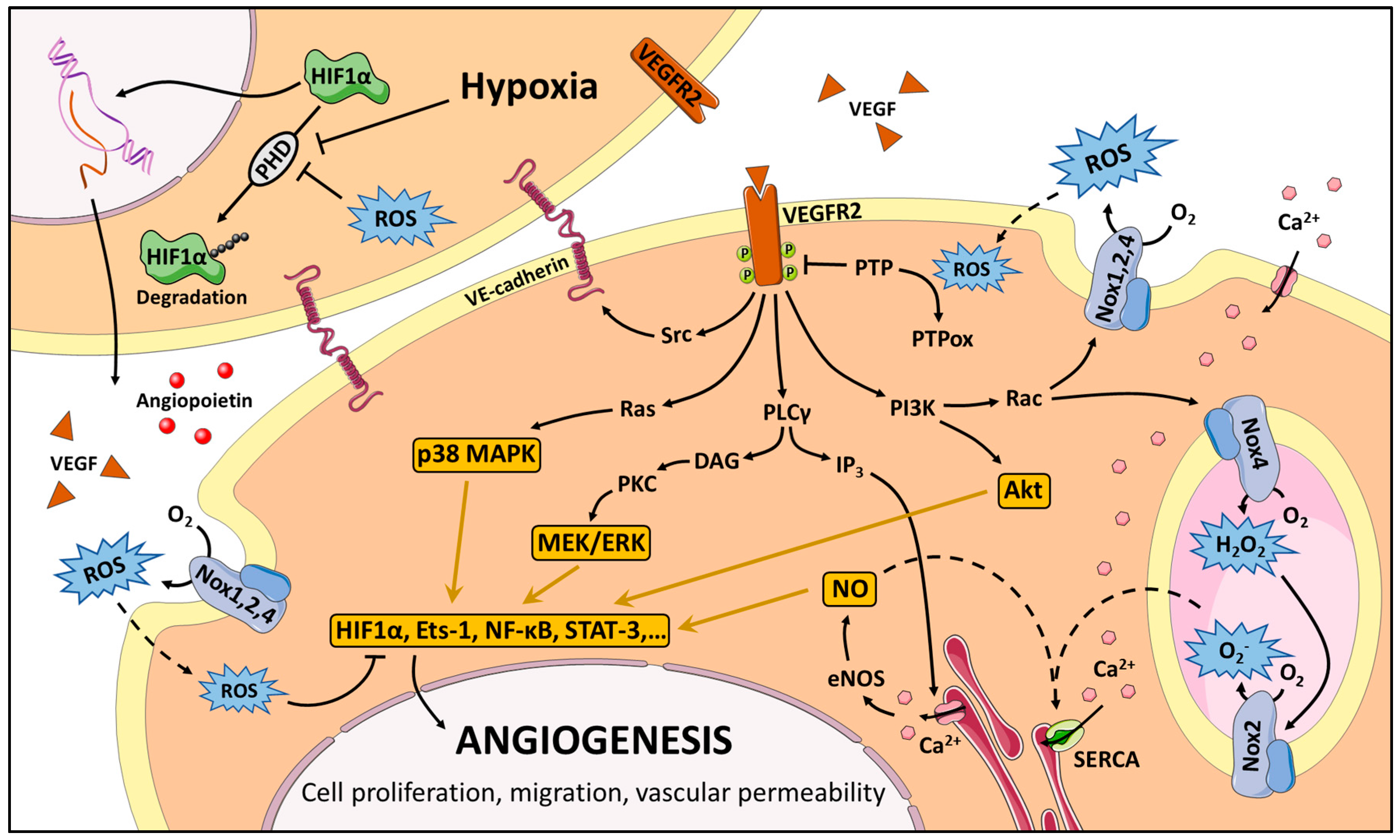 Antioxidants Free FullText The Importance of NADPH Oxidases and