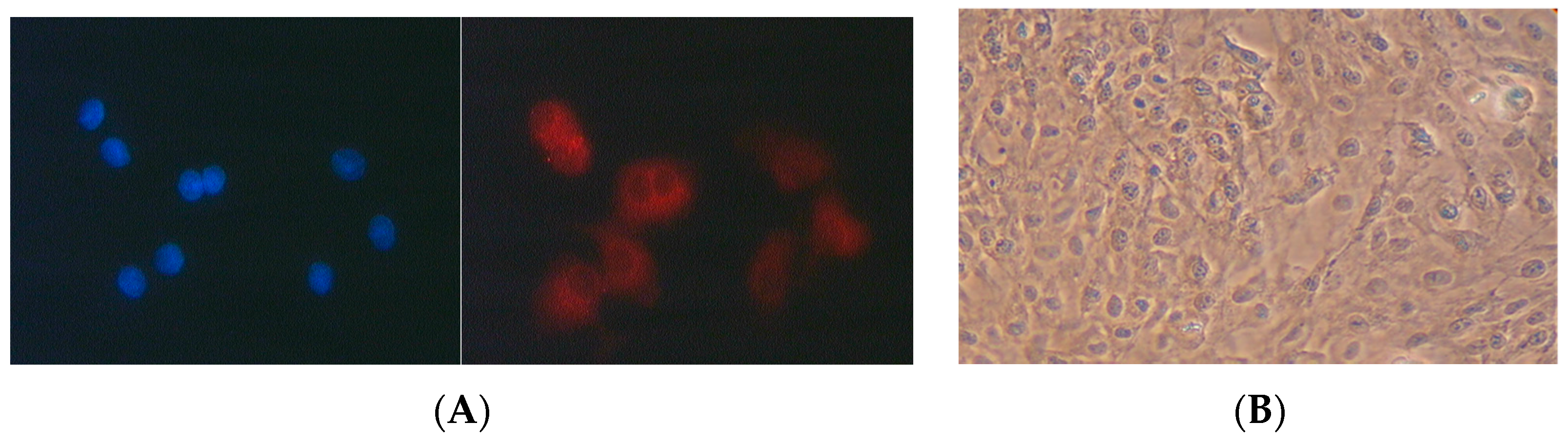 Antioxidants 06 00037 g001 550