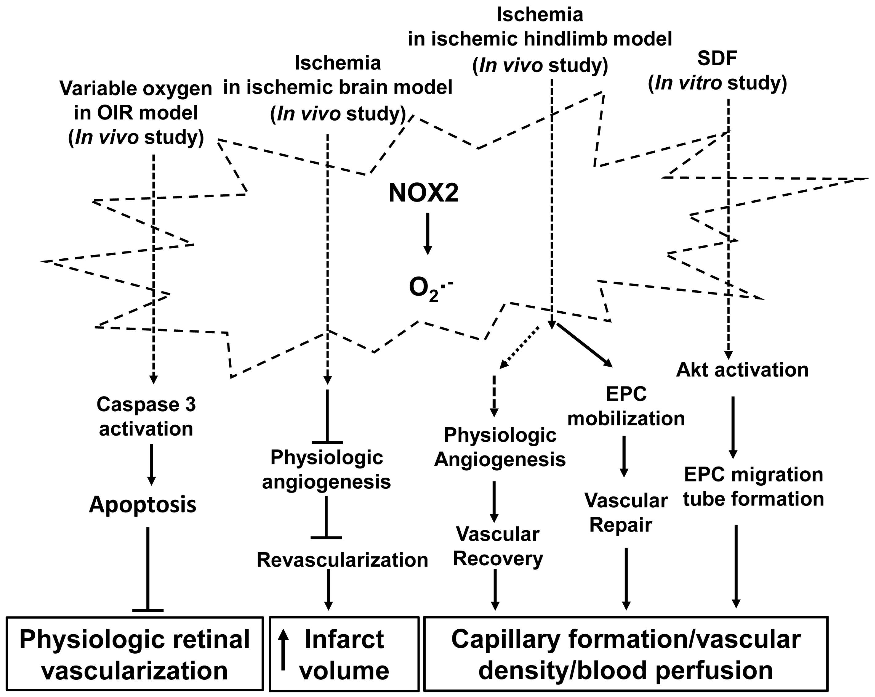 Antioxidants 06 00040 g001